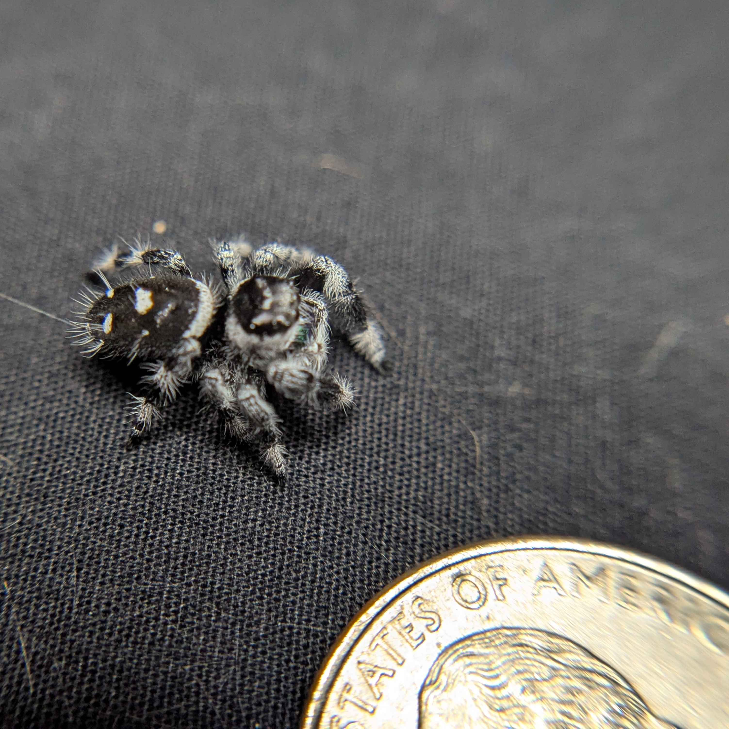 (Apalachicola Locale) Regal Jumping Spider “Skye”