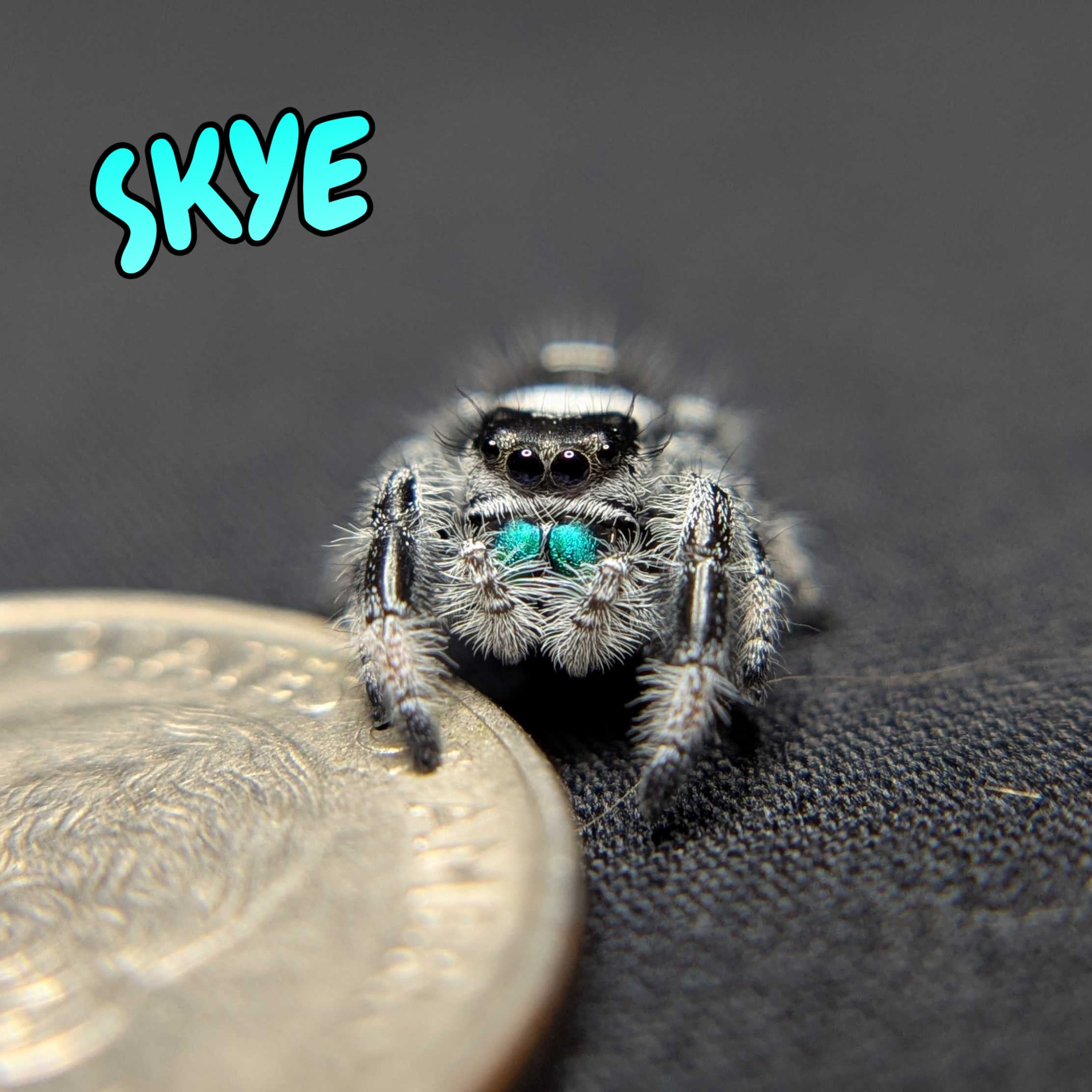 (Apalachicola Locale) Regal Jumping Spider “Skye”