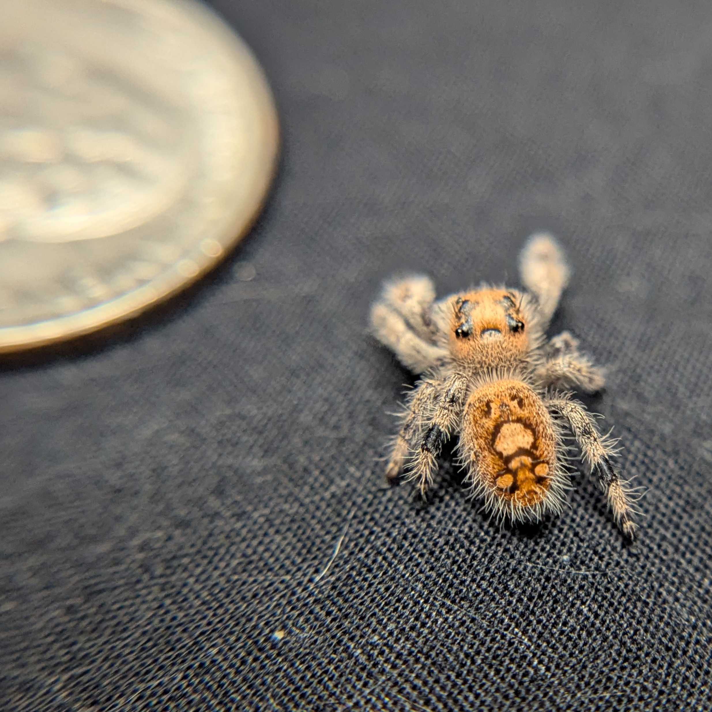 Regal Jumping Spider "Mandarin"