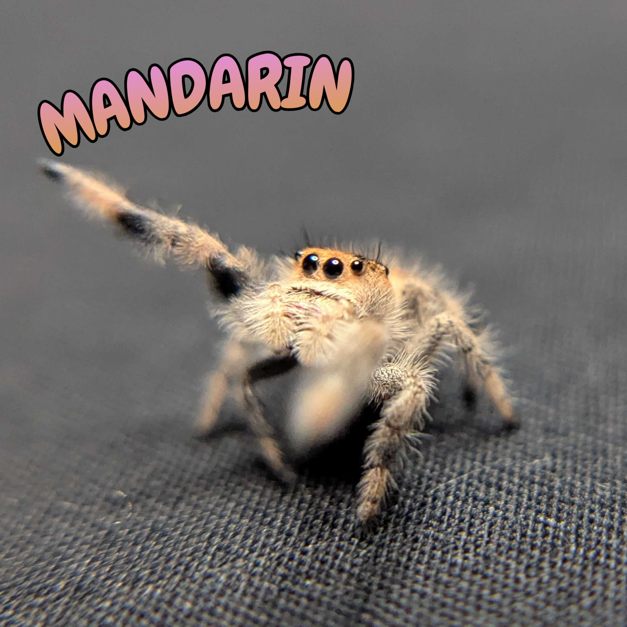 Regal Jumping Spider "Mandarin"