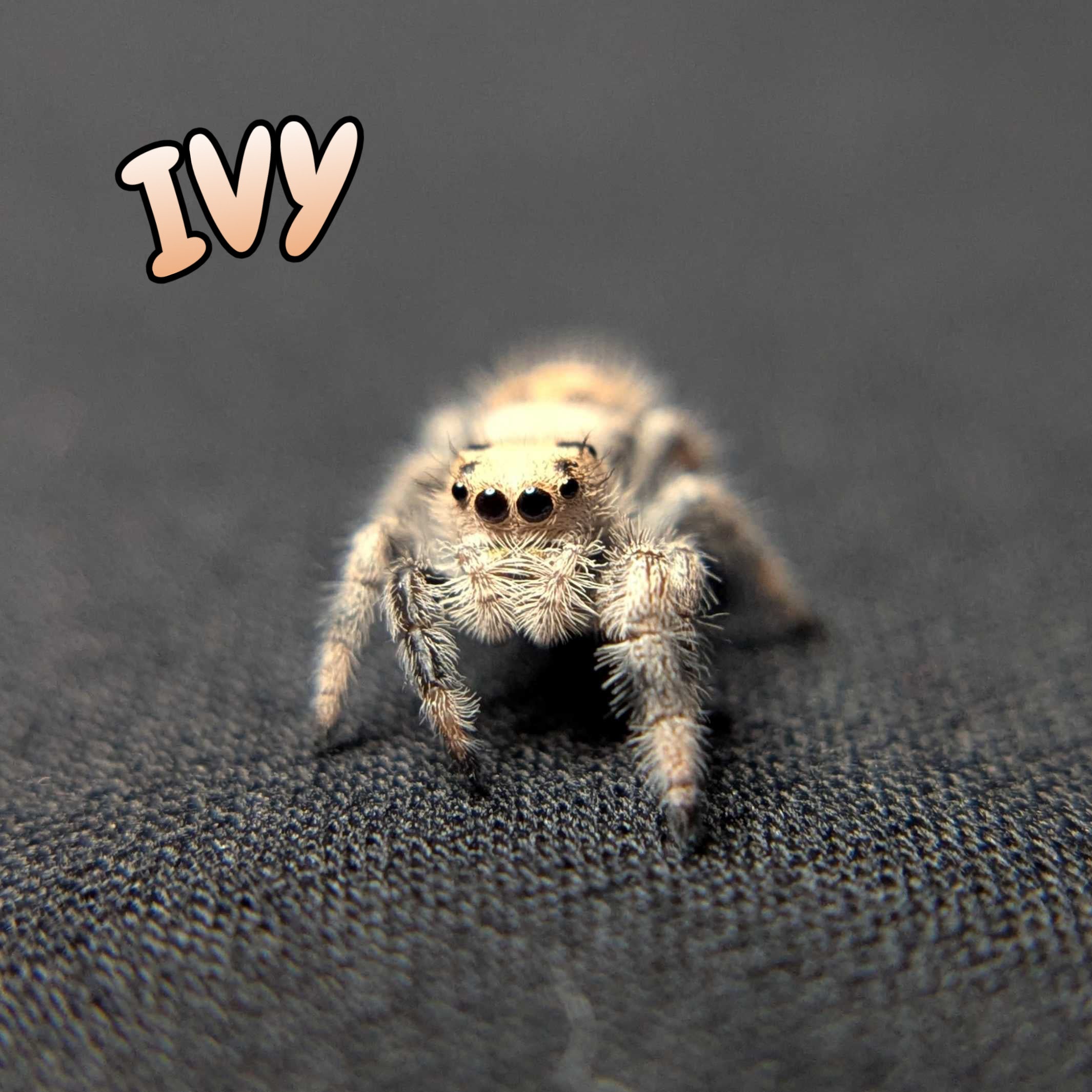 Regal Jumping Spider “Ivy”