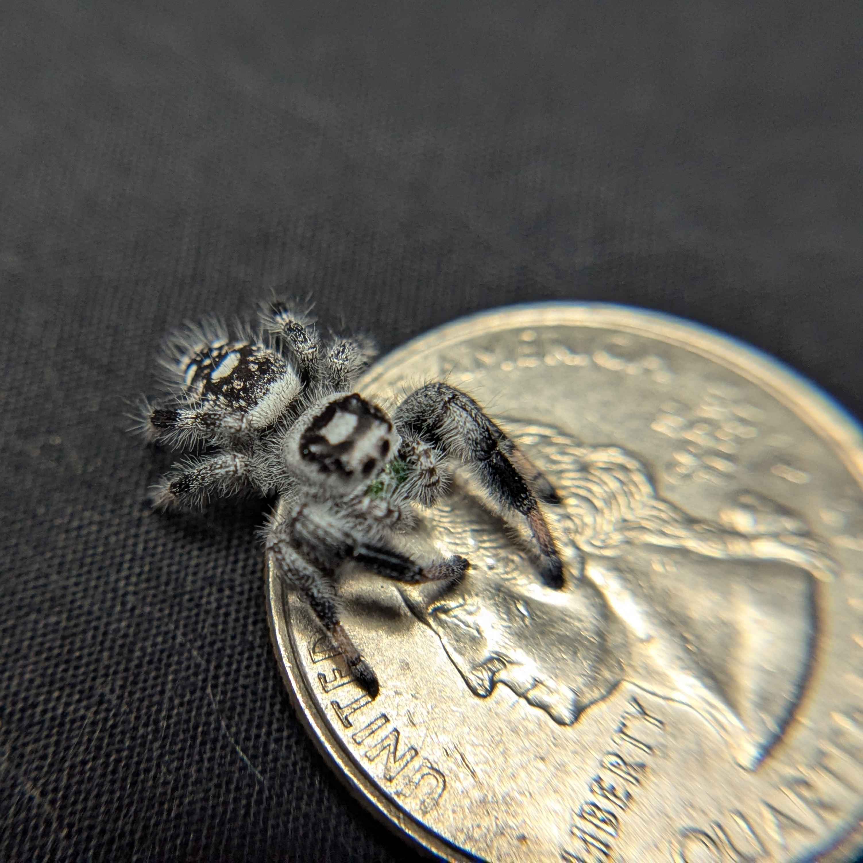 Regal Jumping Spider "Frostmint" (High White)
