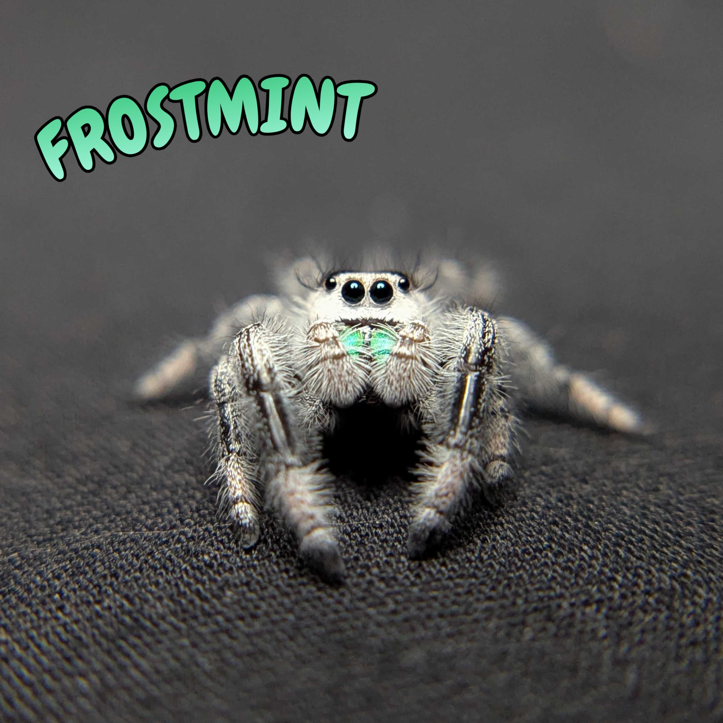 Regal Jumping Spider "Frostmint" (High White)