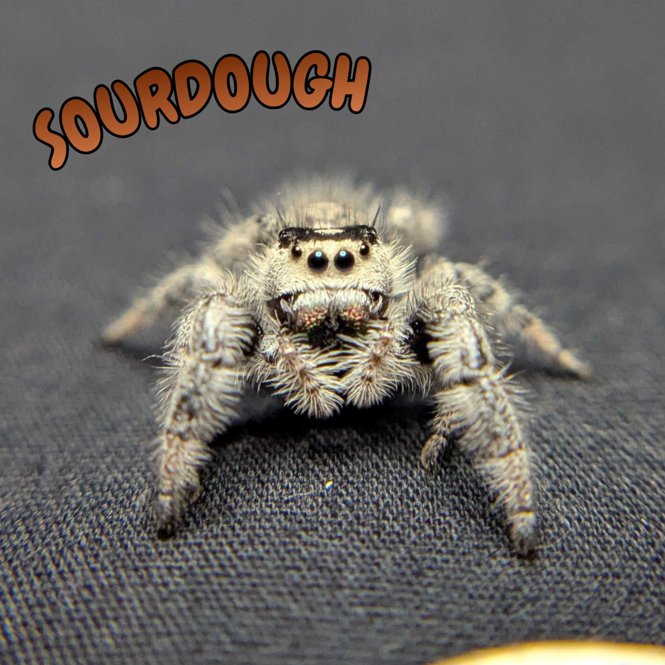 Regal Jumping Spider "Sourdough"