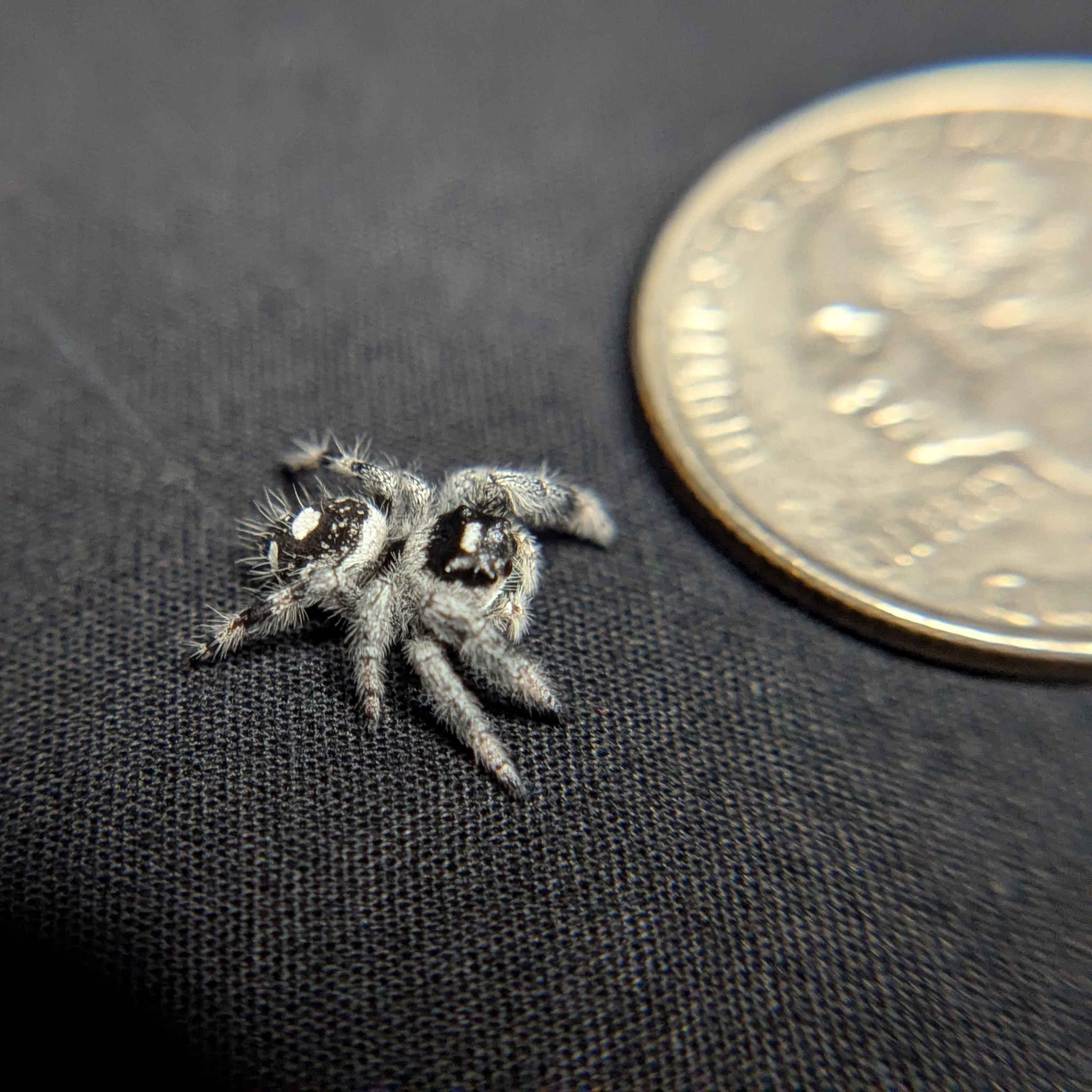 Regal Jumping Spider “Pickle” (High White)