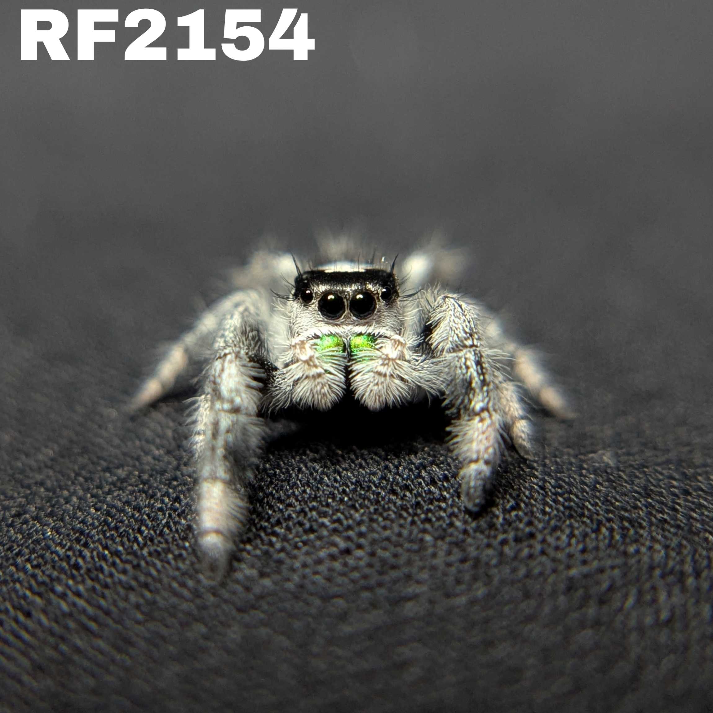 Regal Jumping Spider “Pickle” (High White)