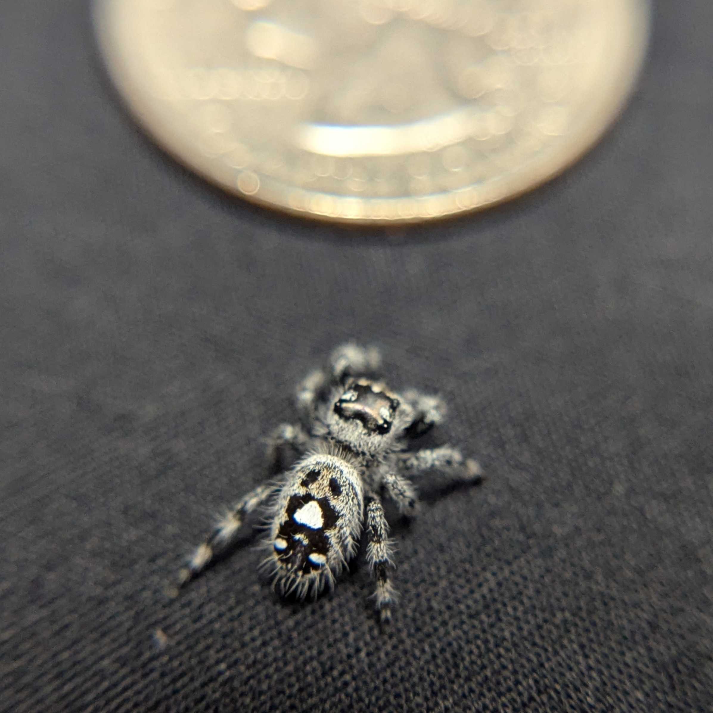 Regal Jumping Spider “Mantis” (High White)