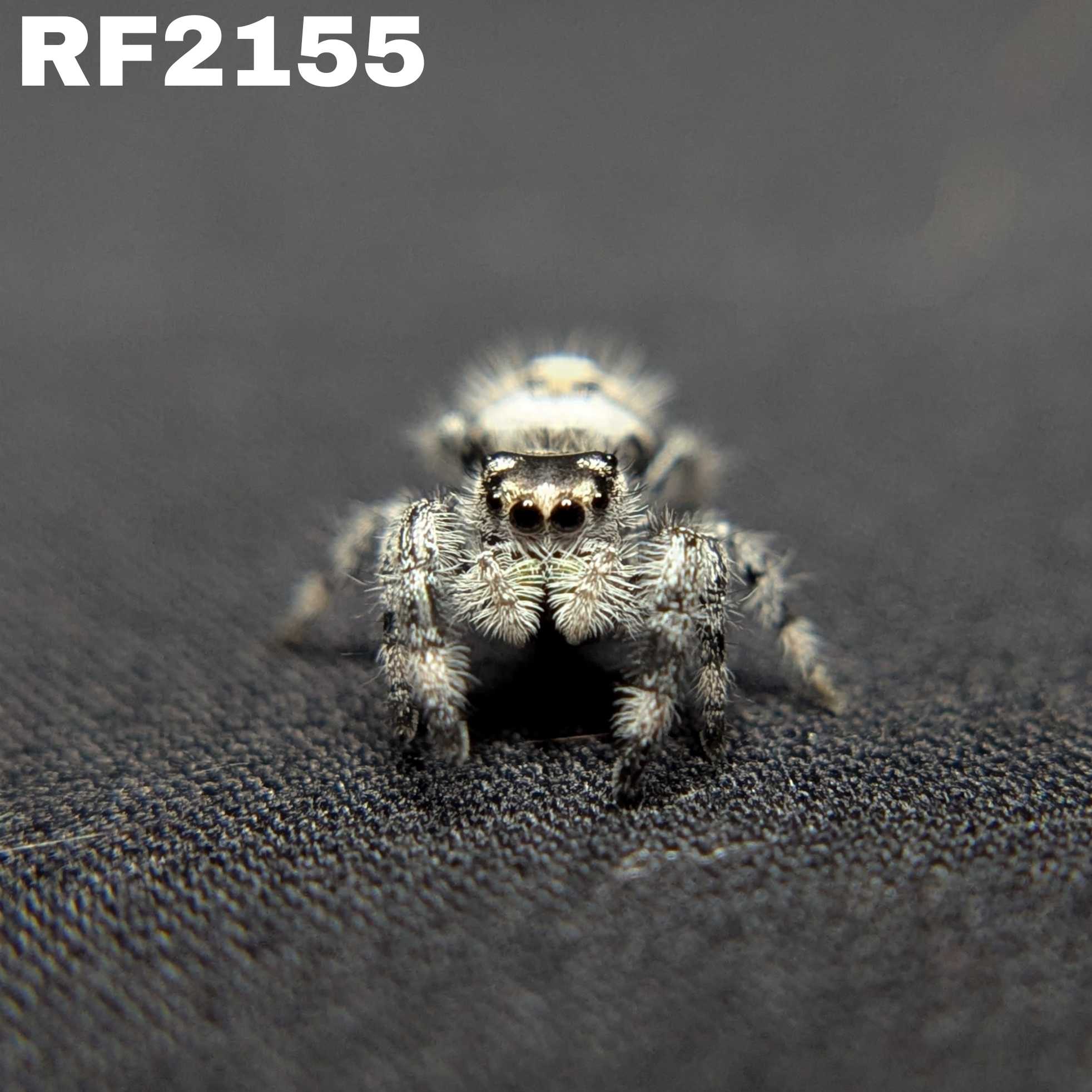 Regal Jumping Spider “Mantis” (High White)