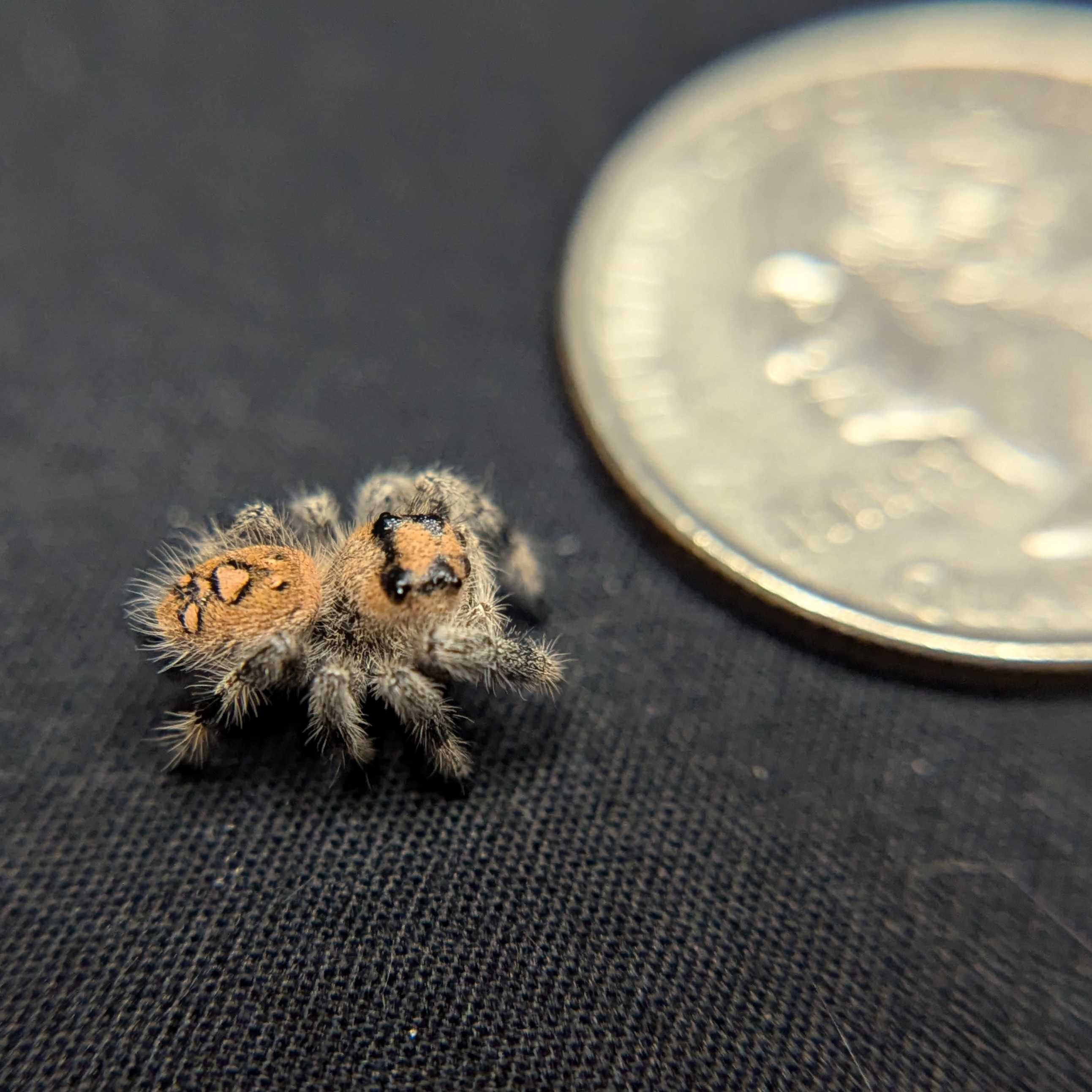 Regal Jumping Spider "Velvet"