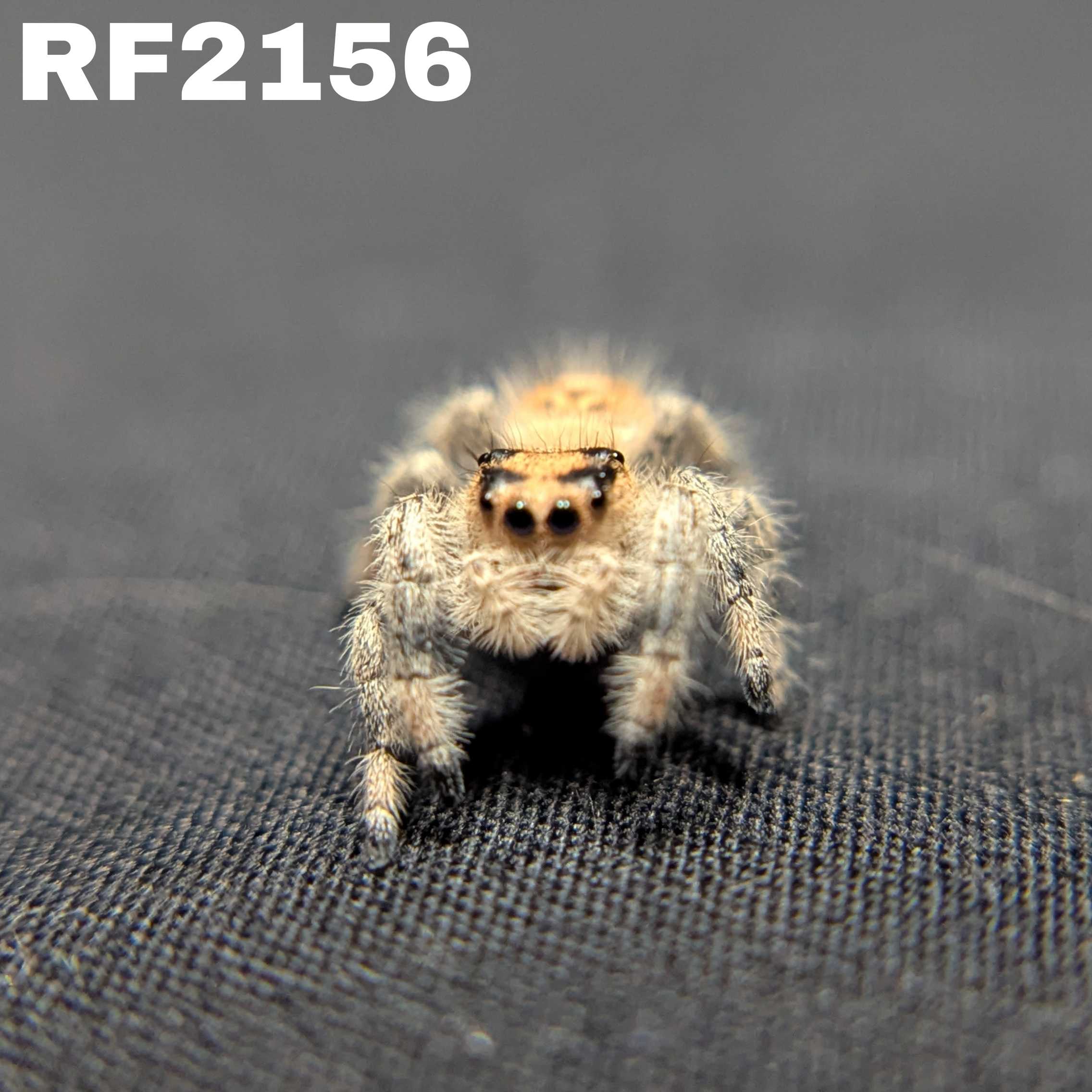 Regal Jumping Spider "Velvet"