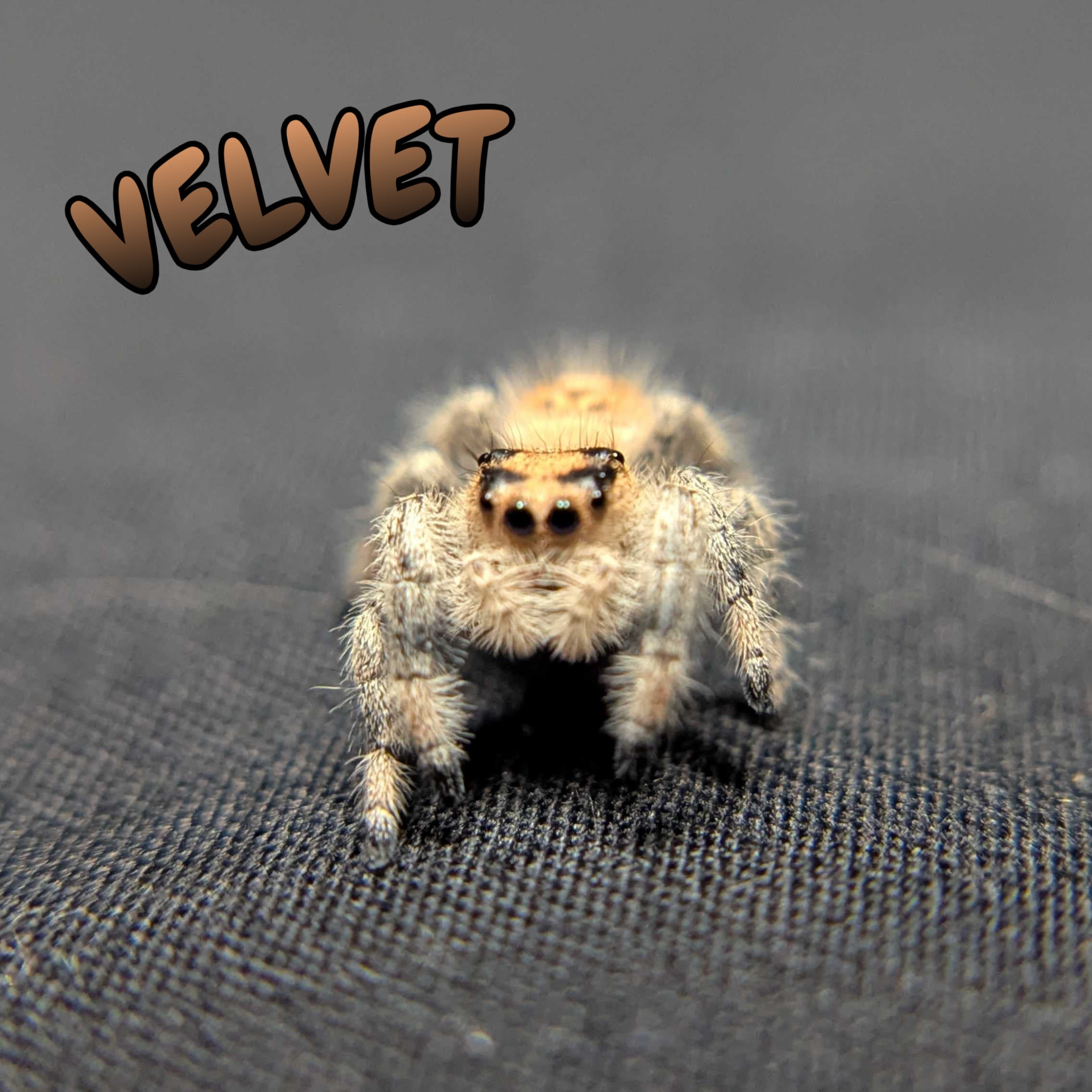 Regal Jumping Spider "Velvet"