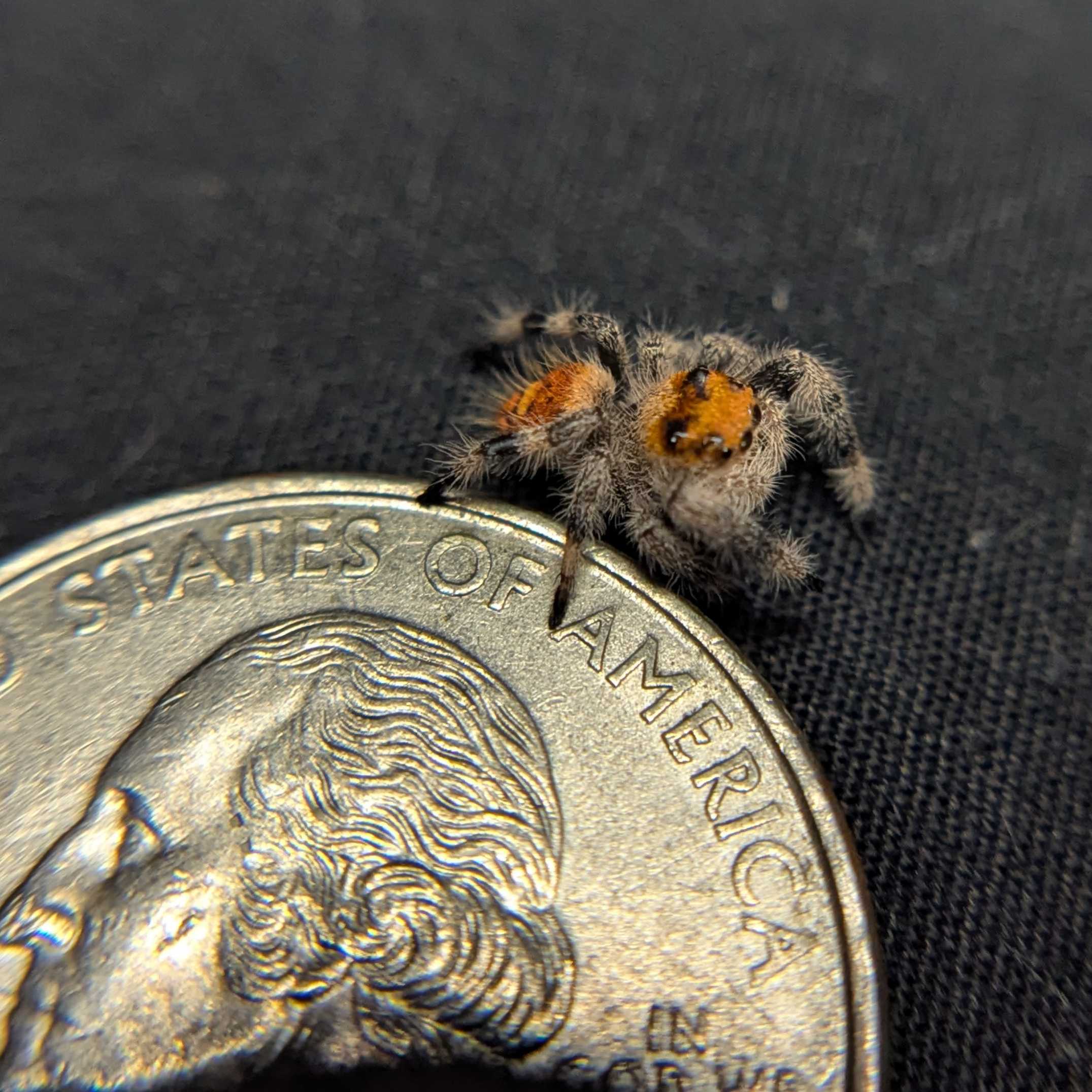 Regal Jumping Spider "Pumpkin Pie"
