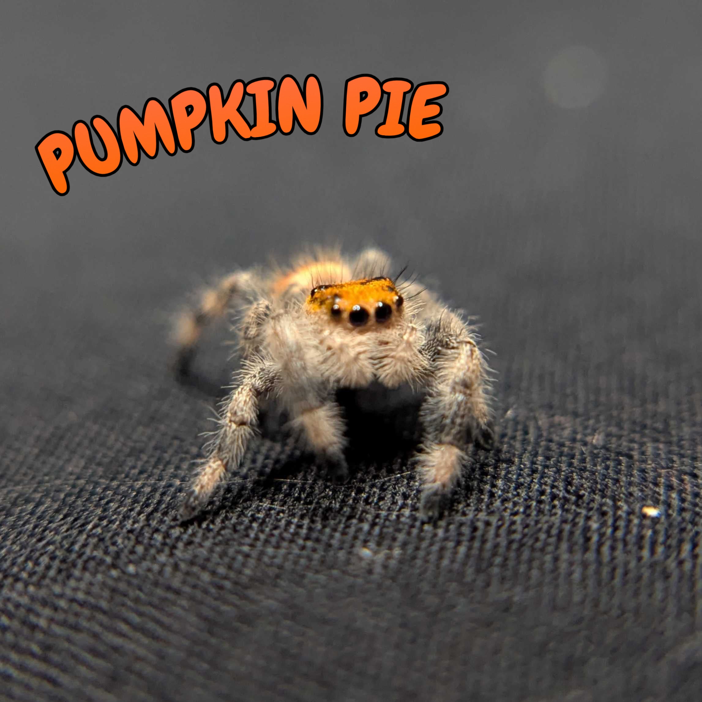 Regal Jumping Spider "Pumpkin Pie"