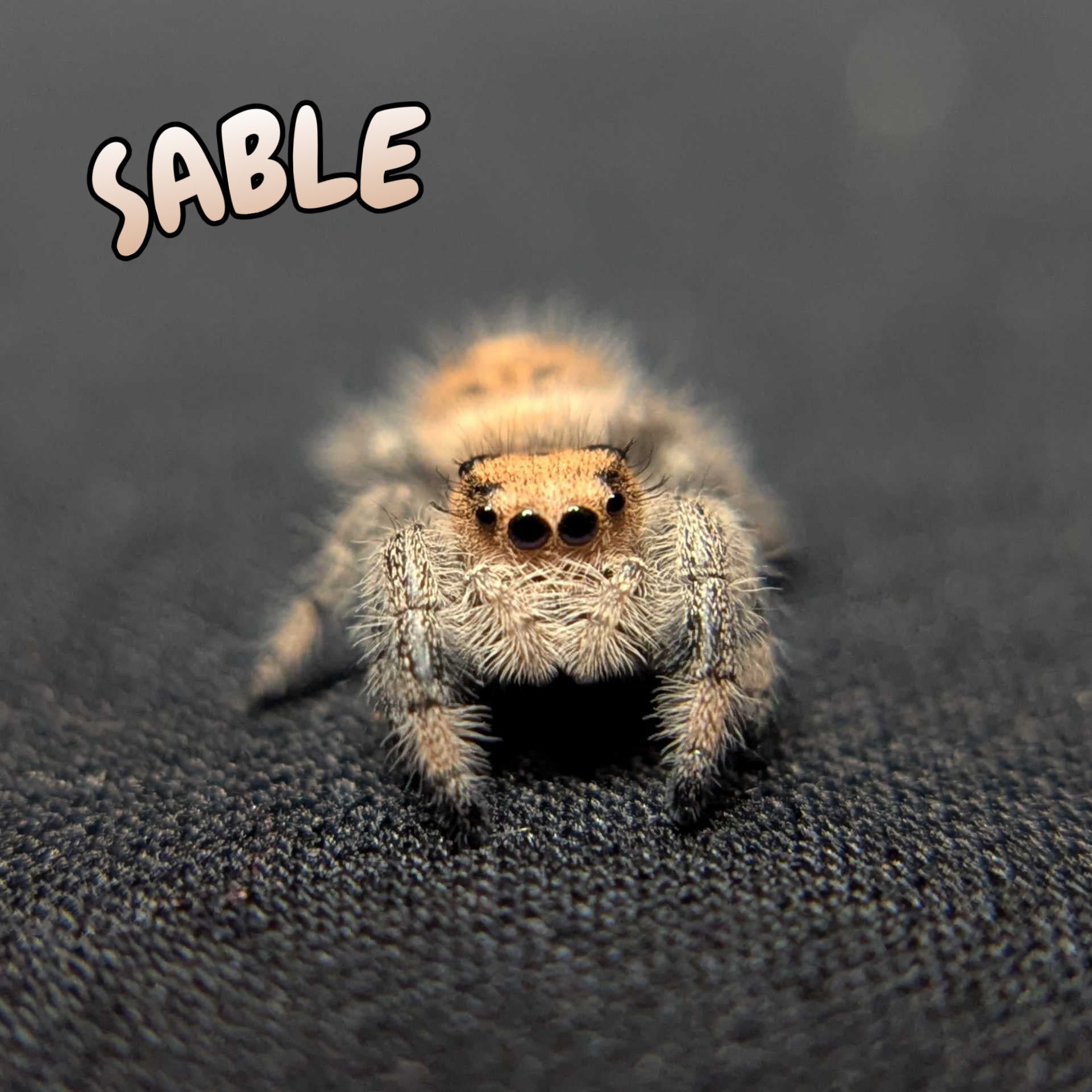 Regal Jumping Spider “Sable”