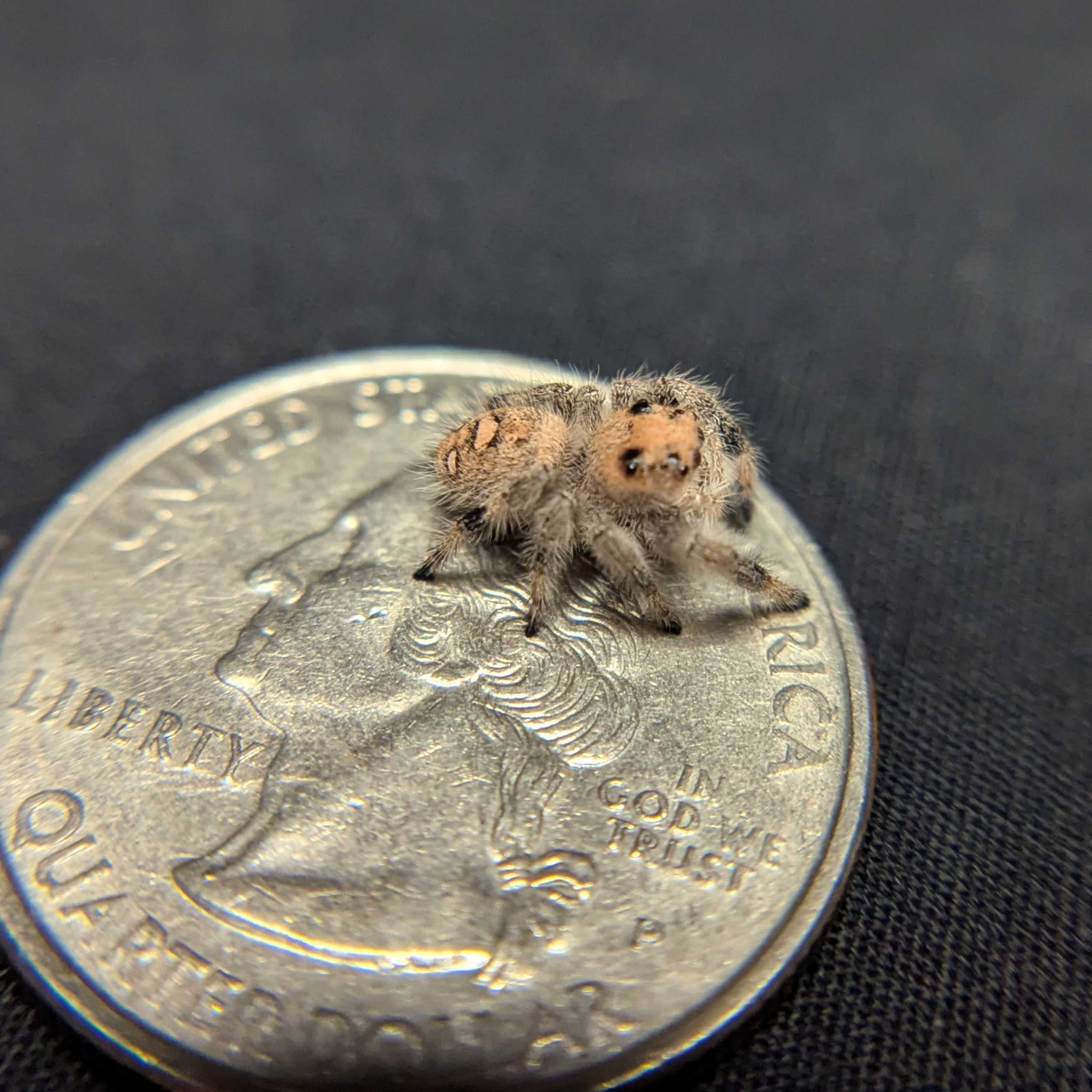 Regal Jumping Spider "Bambi"
