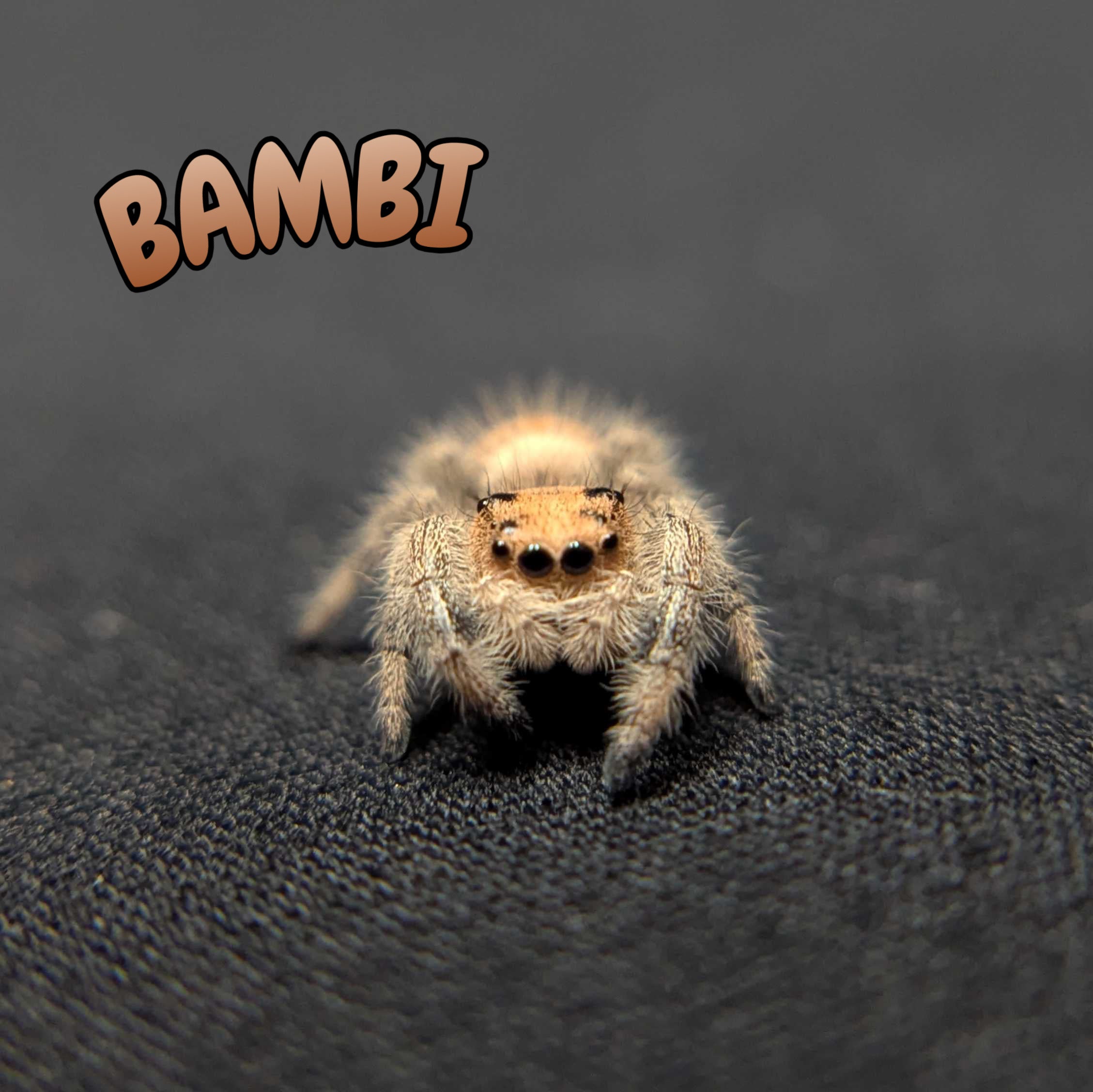 Regal Jumping Spider "Bambi"
