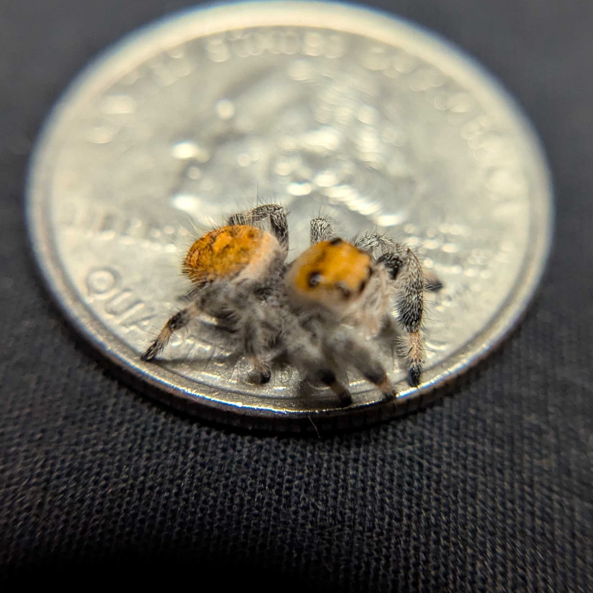 Regal Jumping Spider "Radiante"