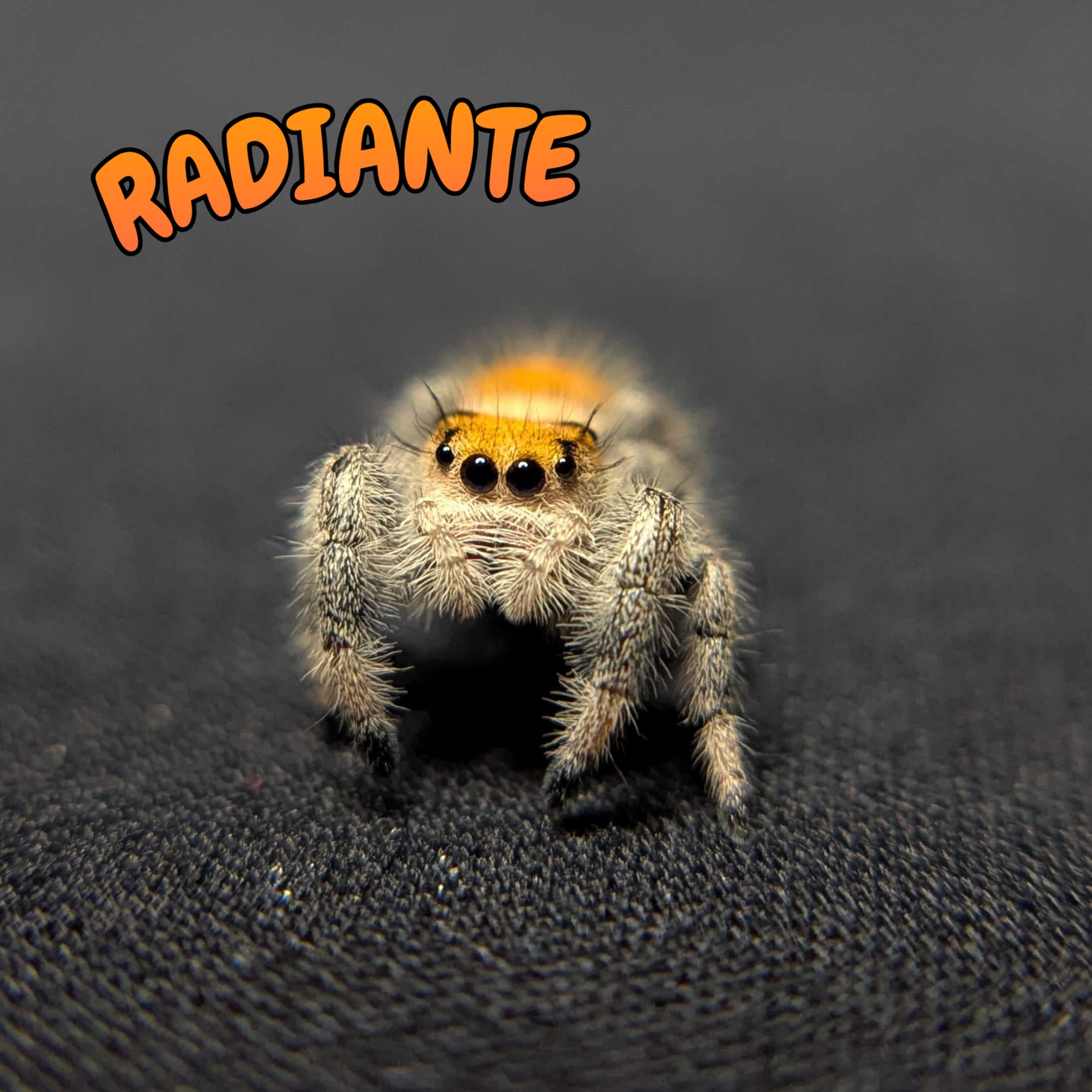 Regal Jumping Spider "Radiante"