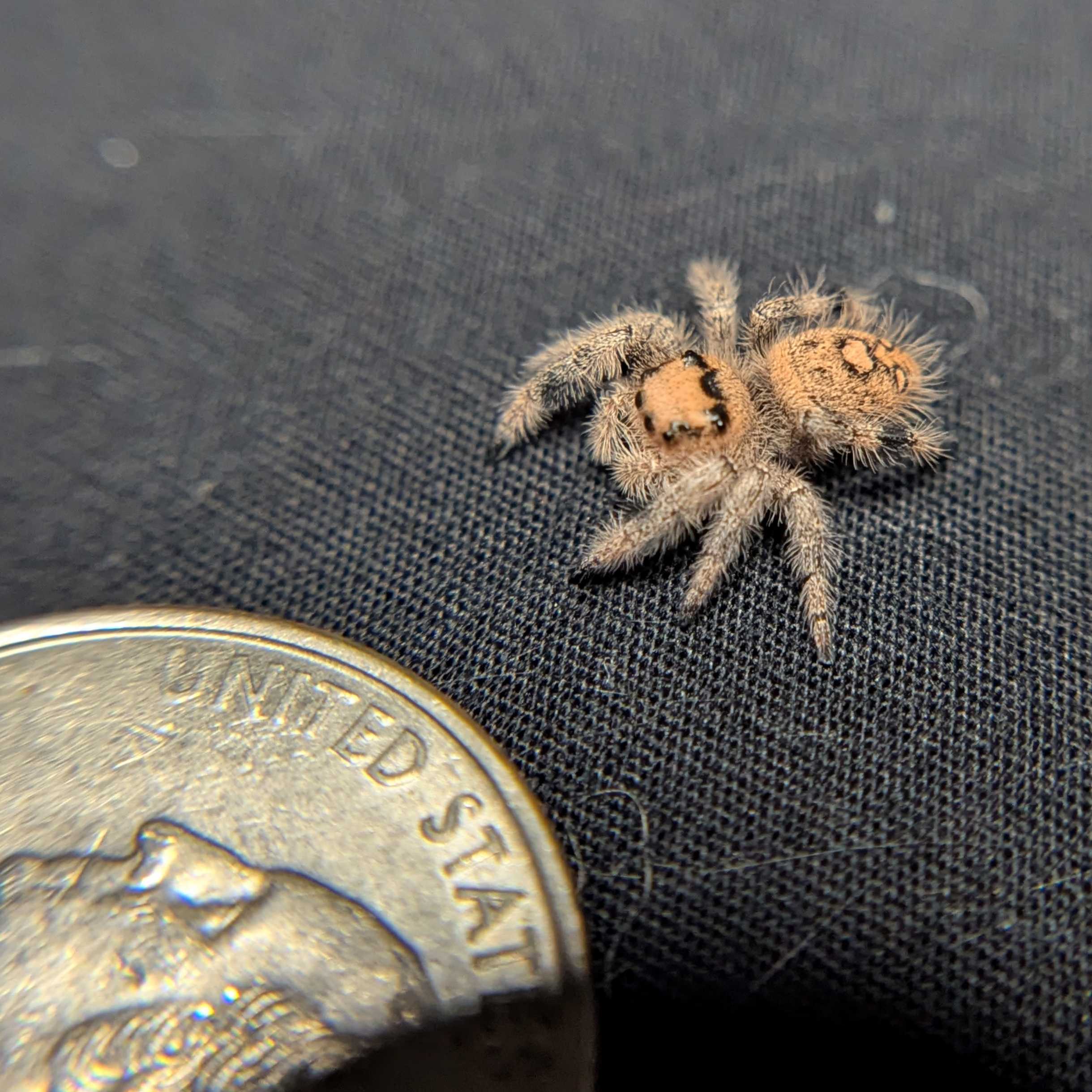 Regal Jumping Spider "Cashew"