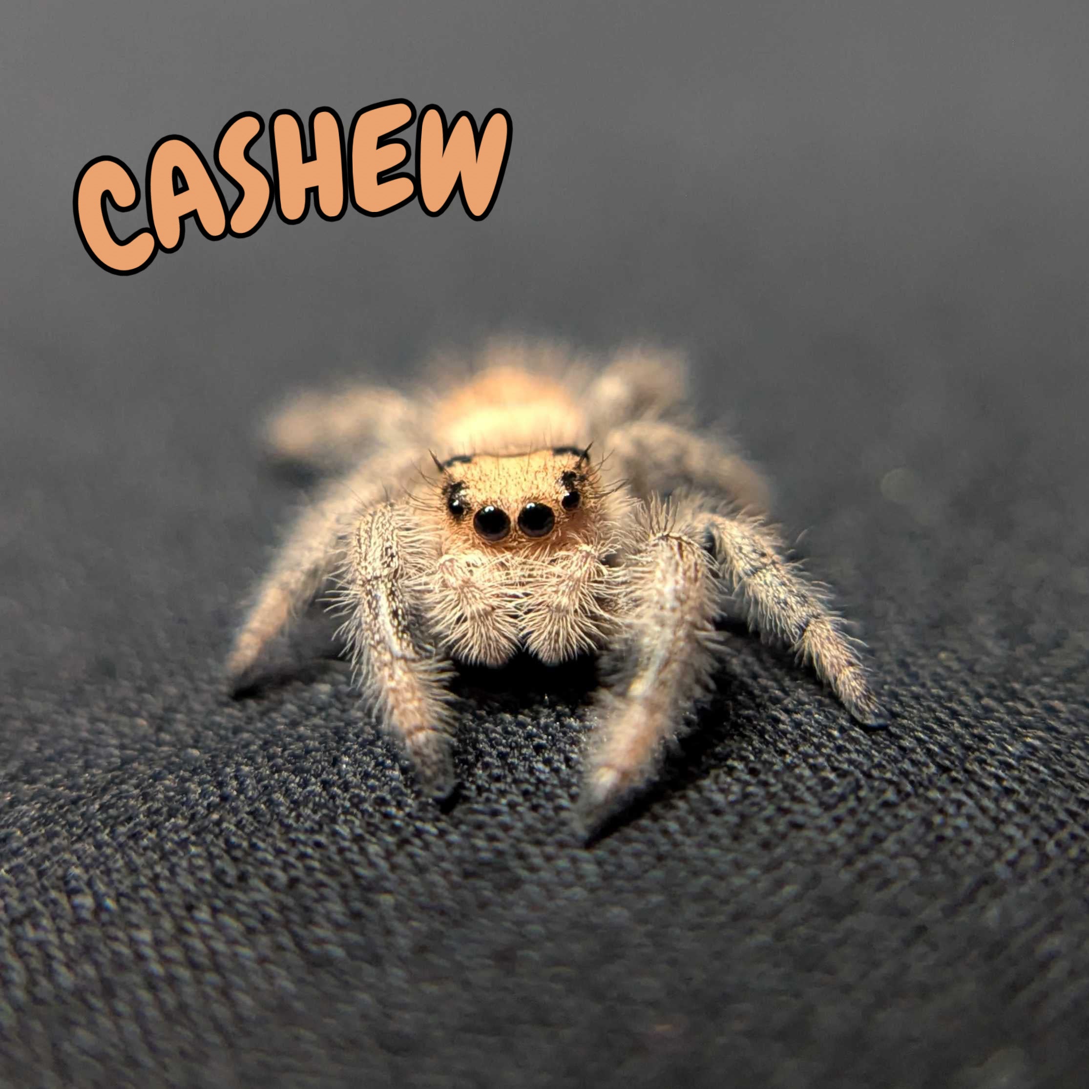 Regal Jumping Spider "Cashew"