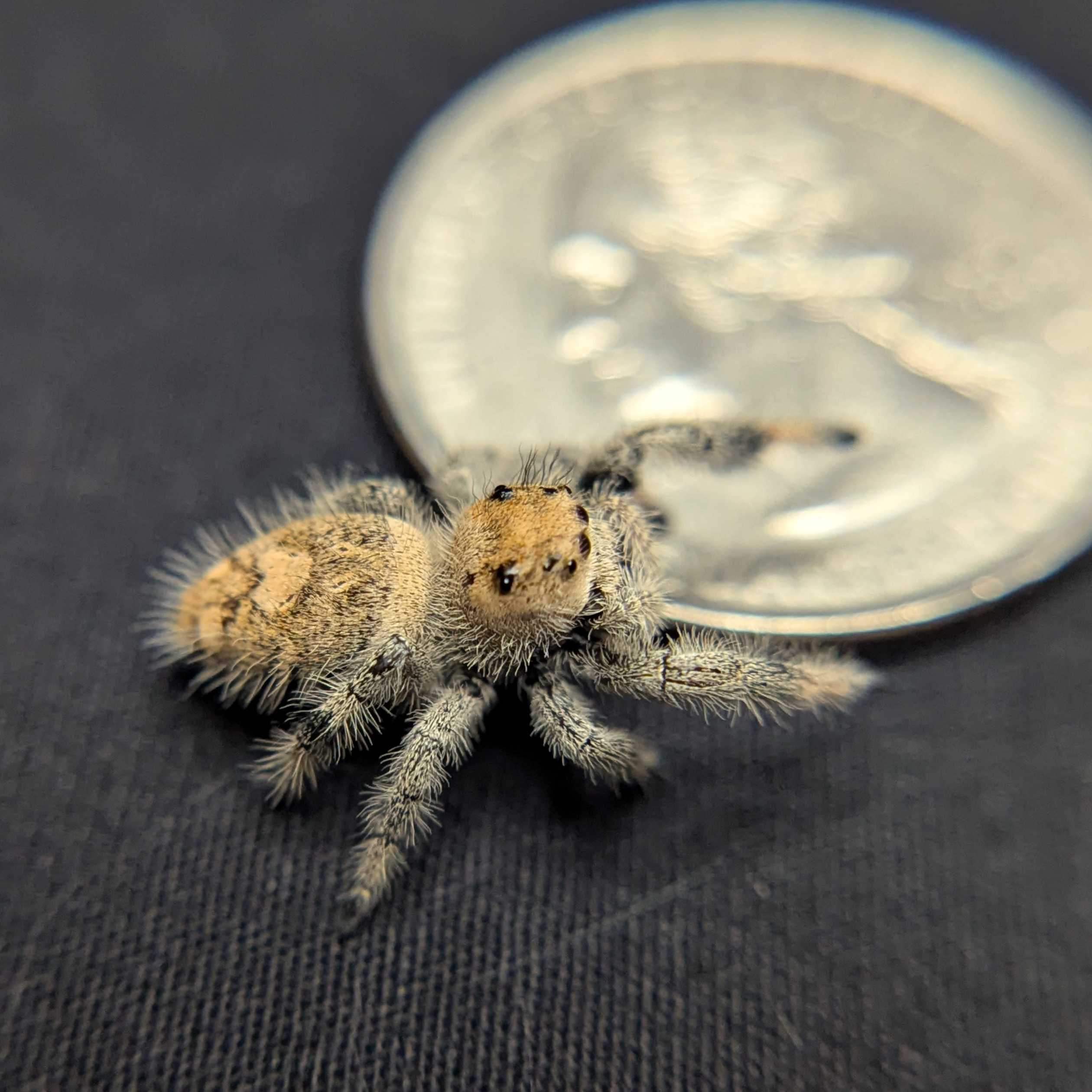 Regal Jumping Spider "Stardust"