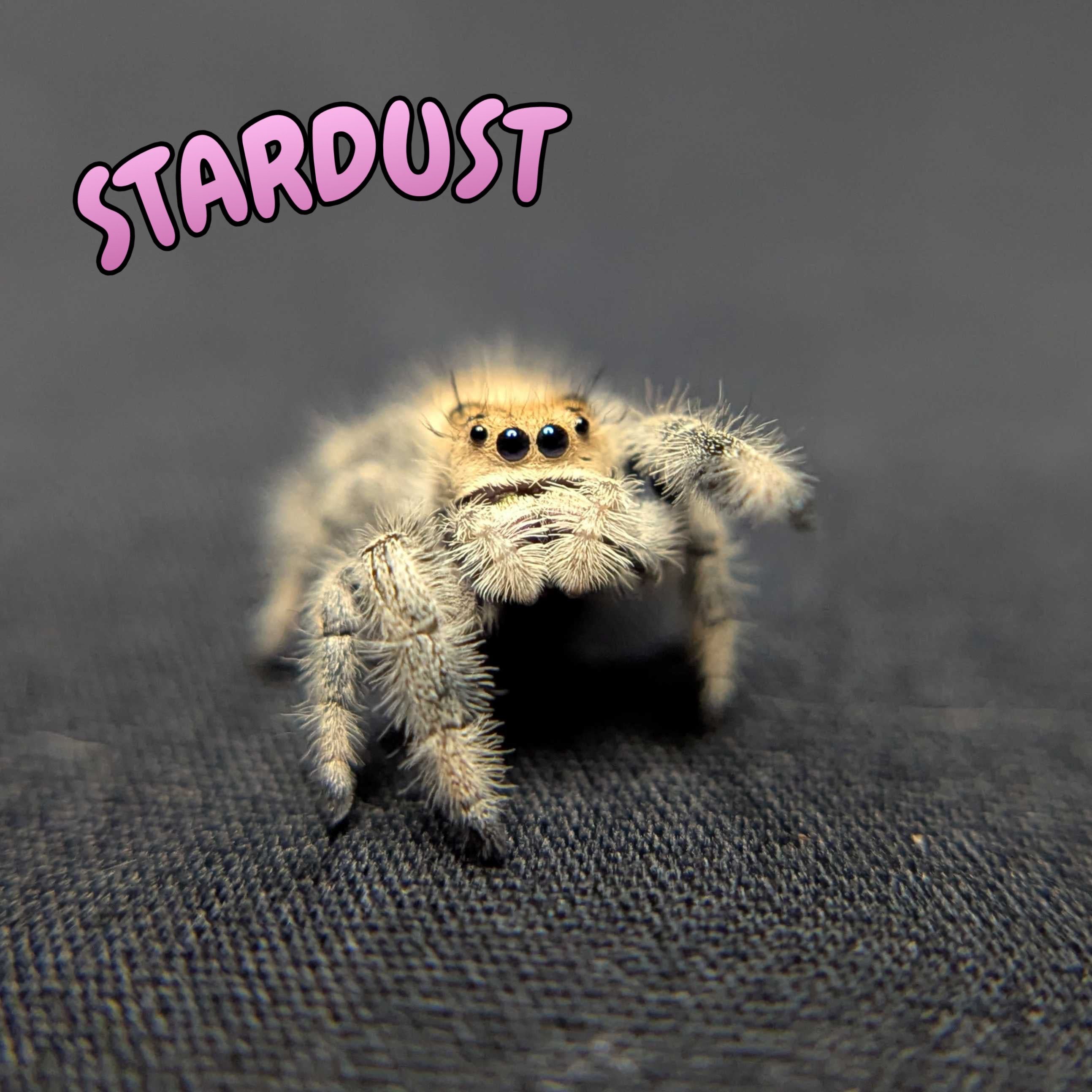 Regal Jumping Spider "Stardust"