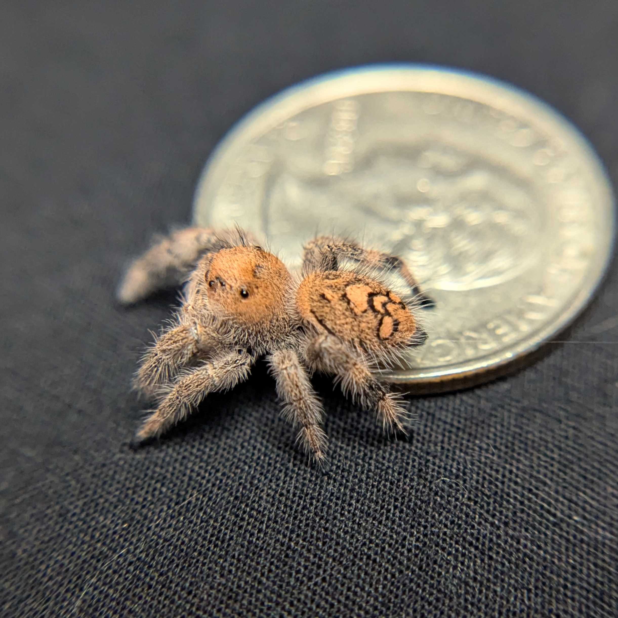Regal Jumping Spider “Sangria”