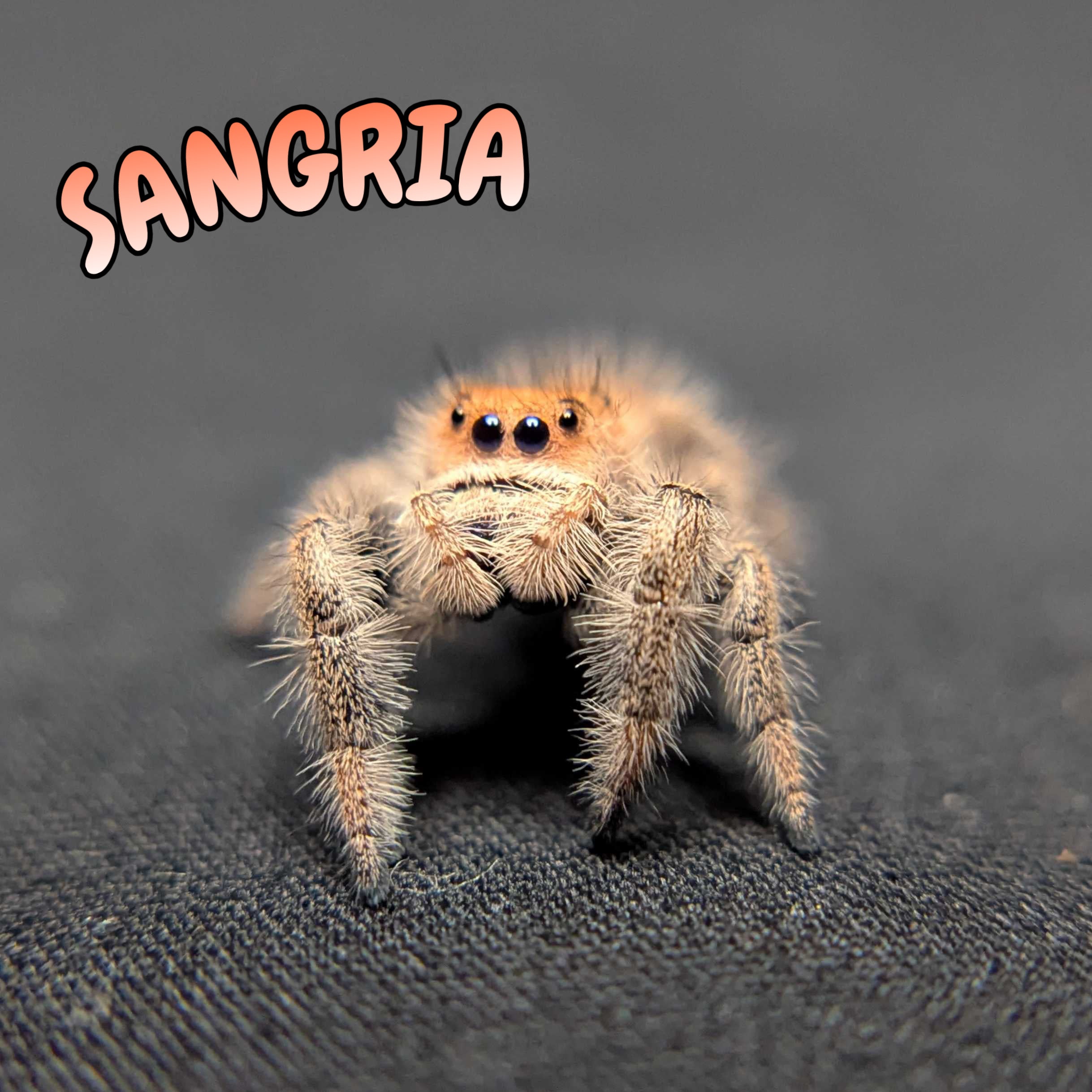 Regal Jumping Spider “Sangria”