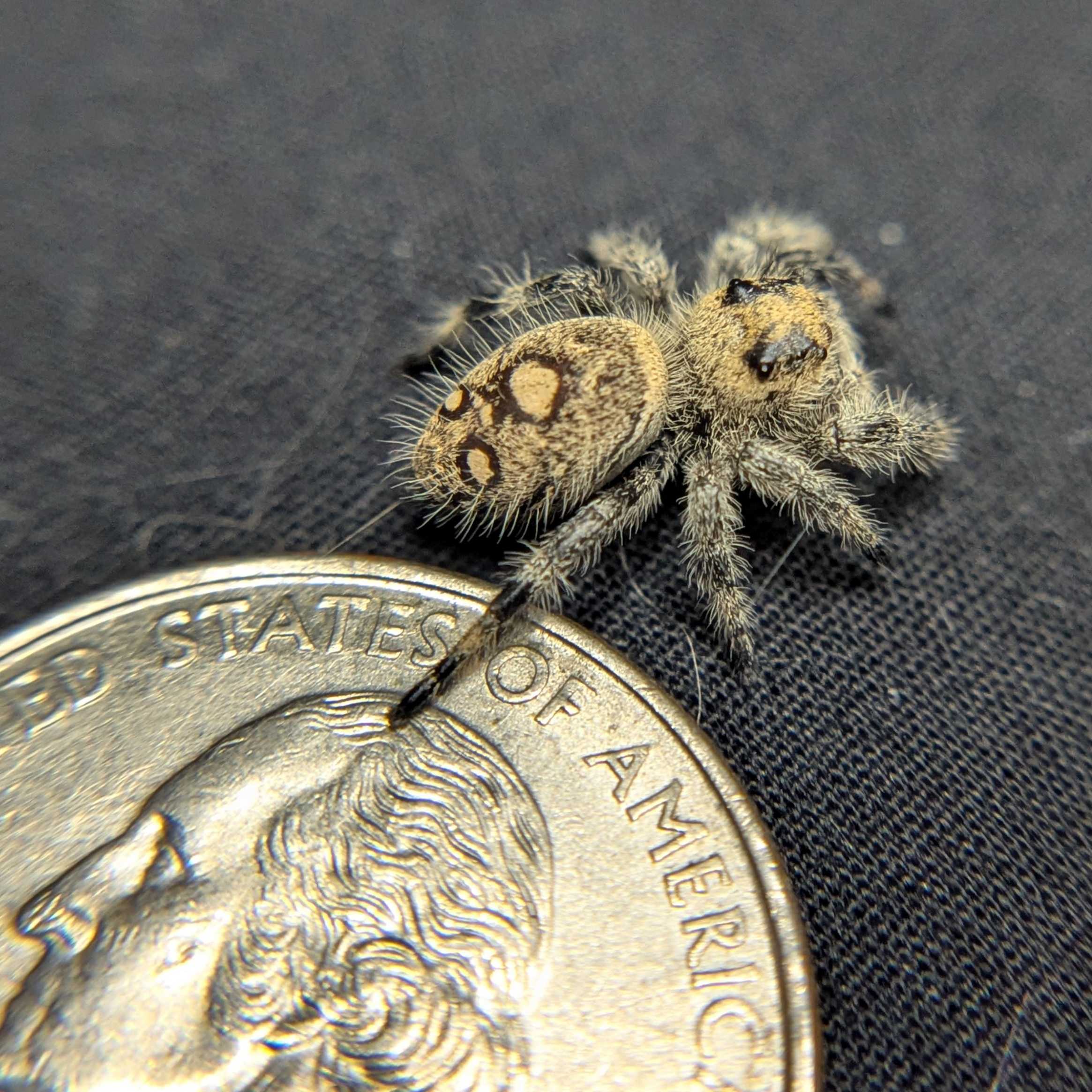 Regal Jumping Spider "Crepe"
