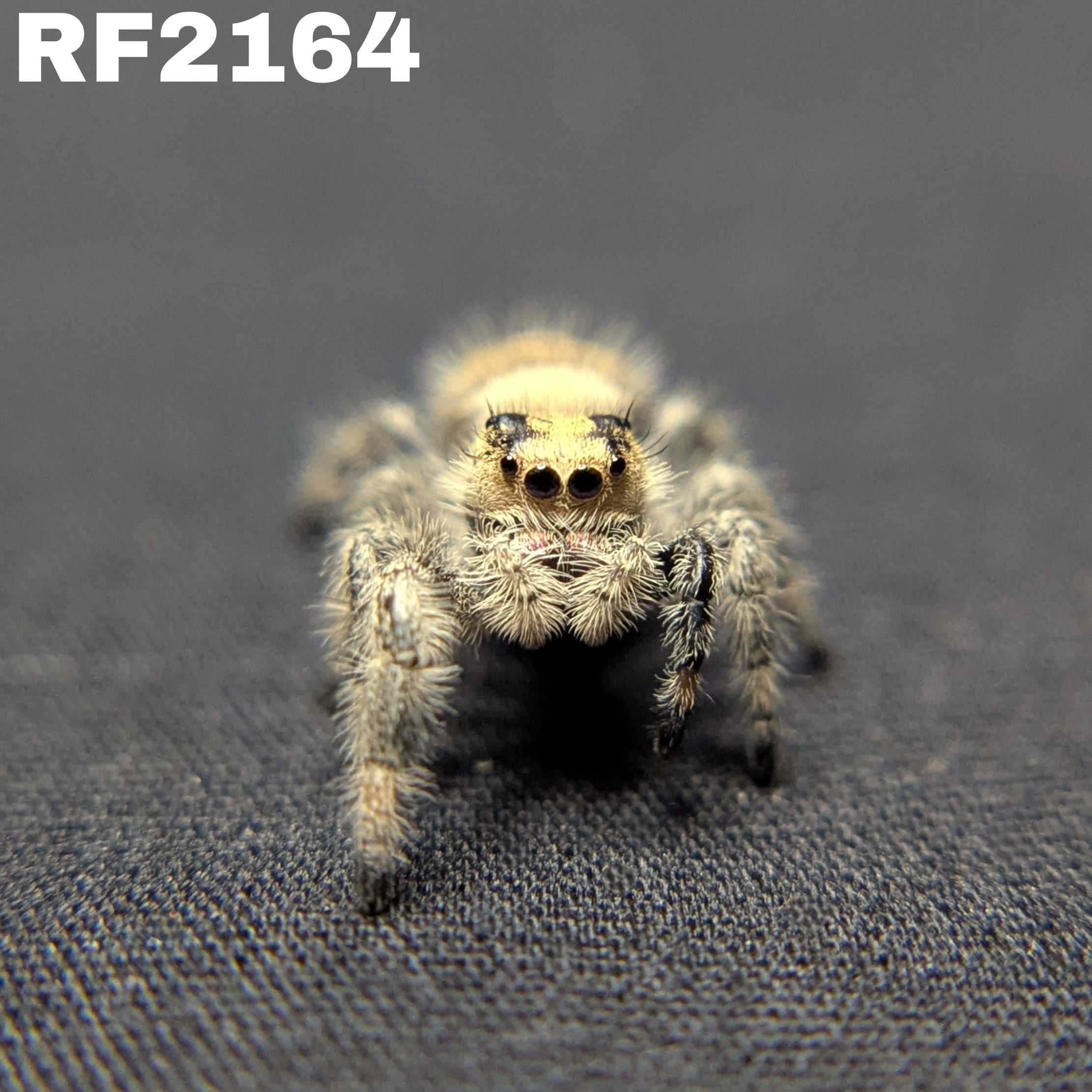 Regal Jumping Spider "Crepe"