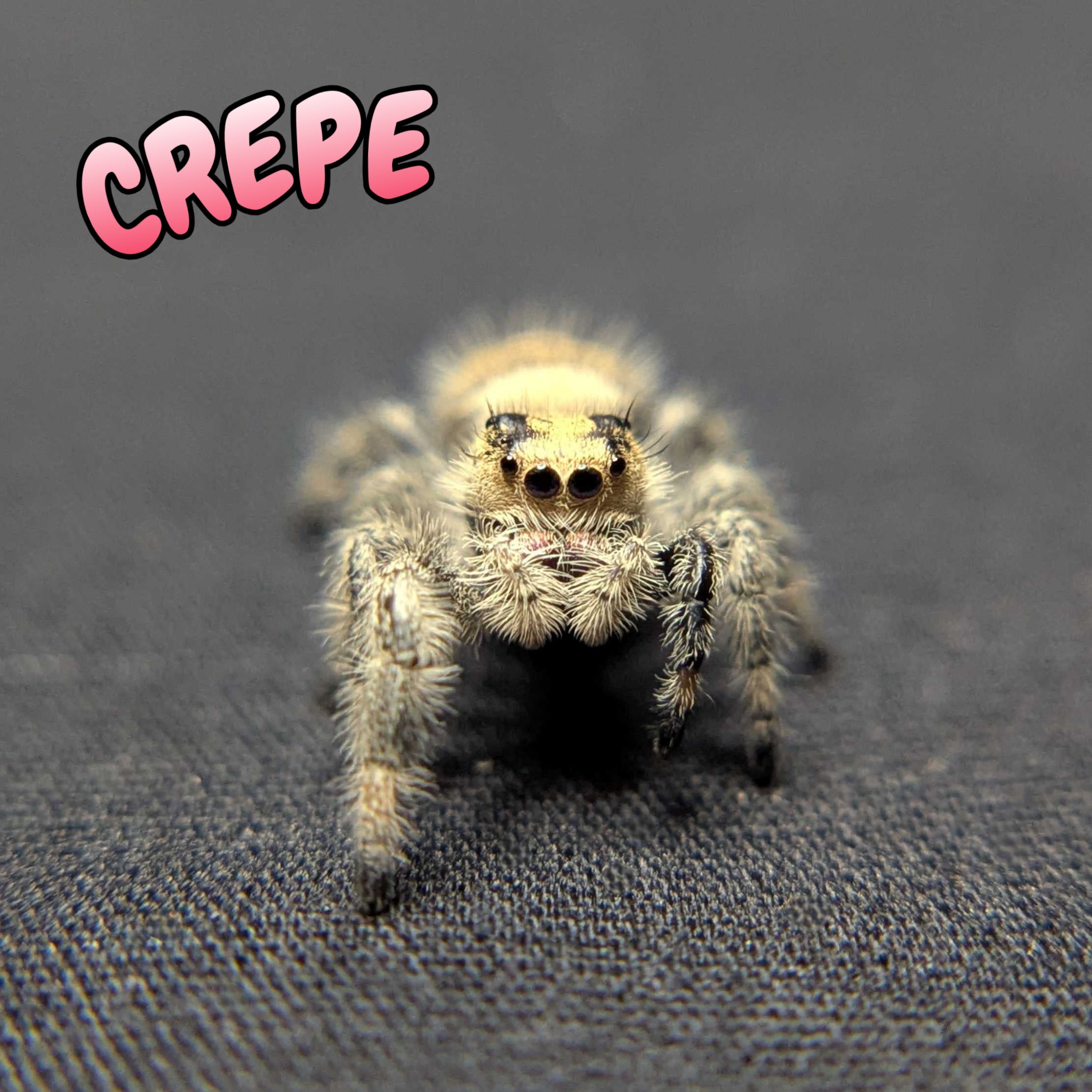 Regal Jumping Spider "Crepe"