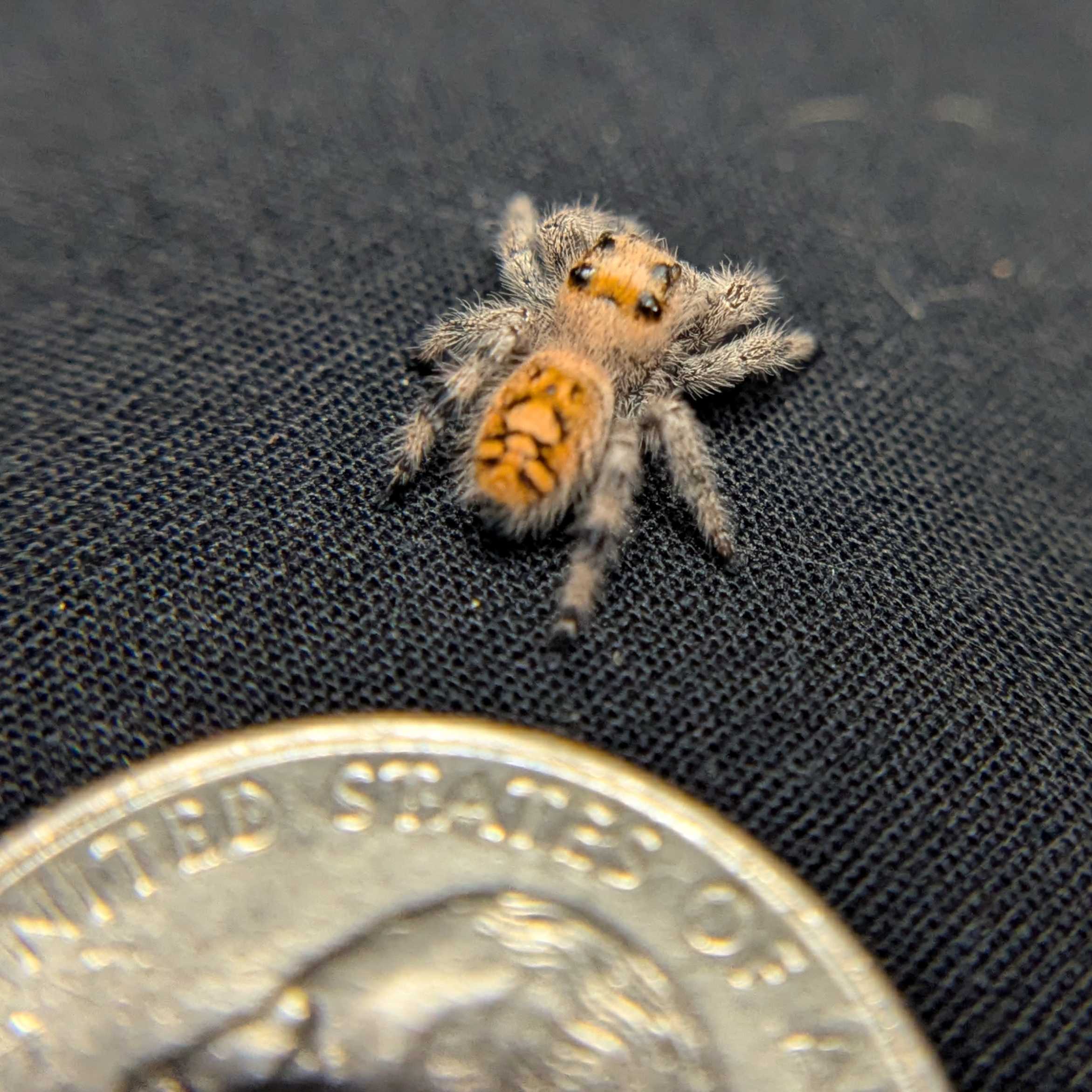 Regal Jumping Spider "Lunaria"