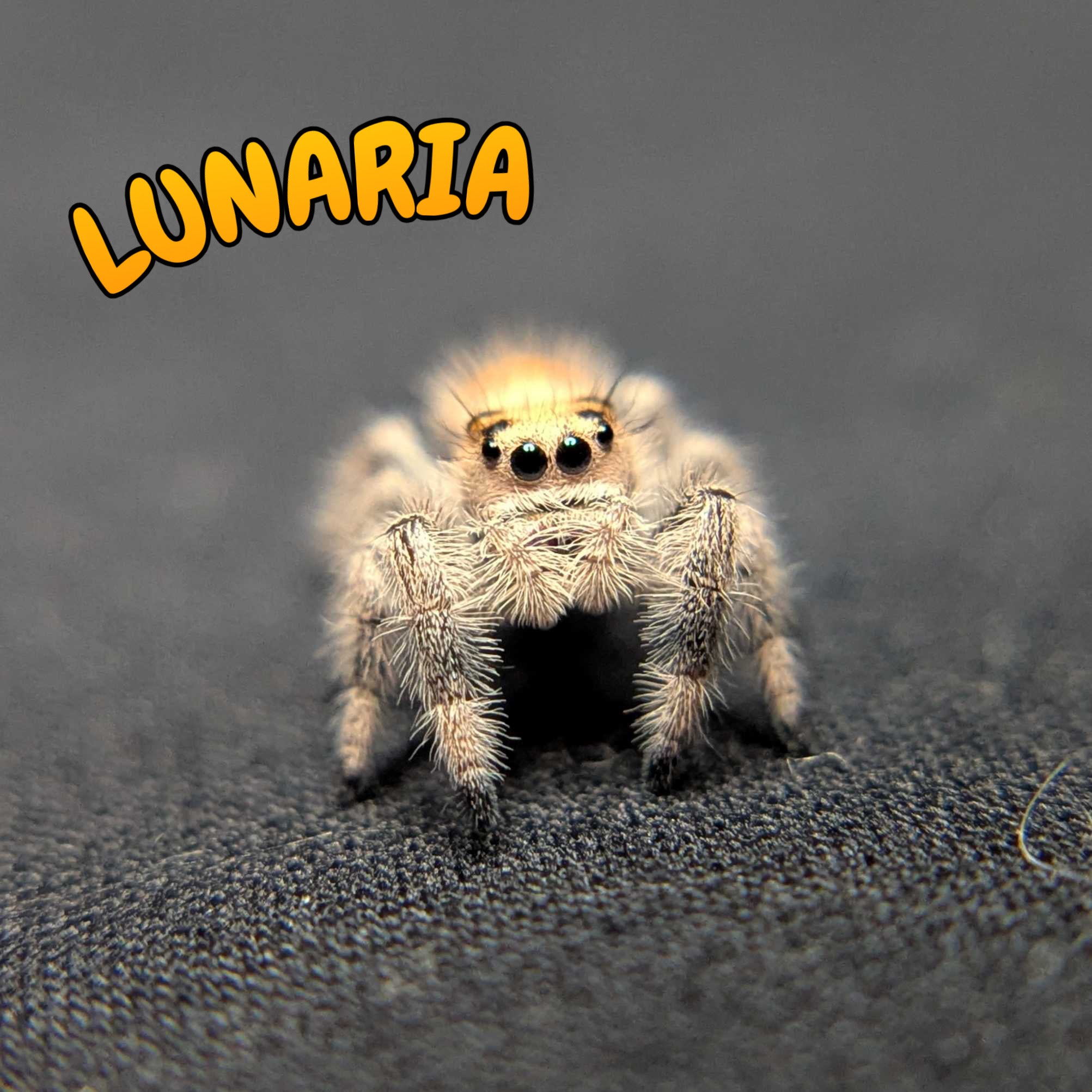 Regal Jumping Spider "Lunaria"