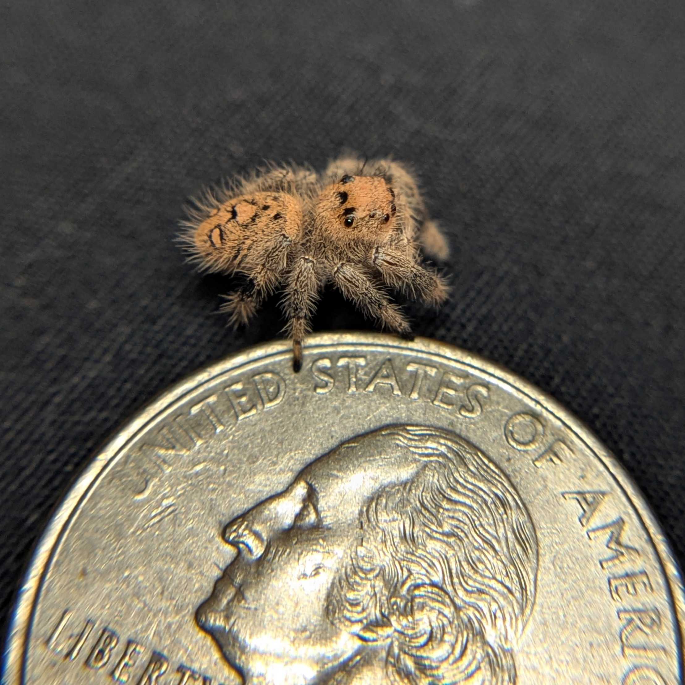 Regal Jumping Spider "Peach"