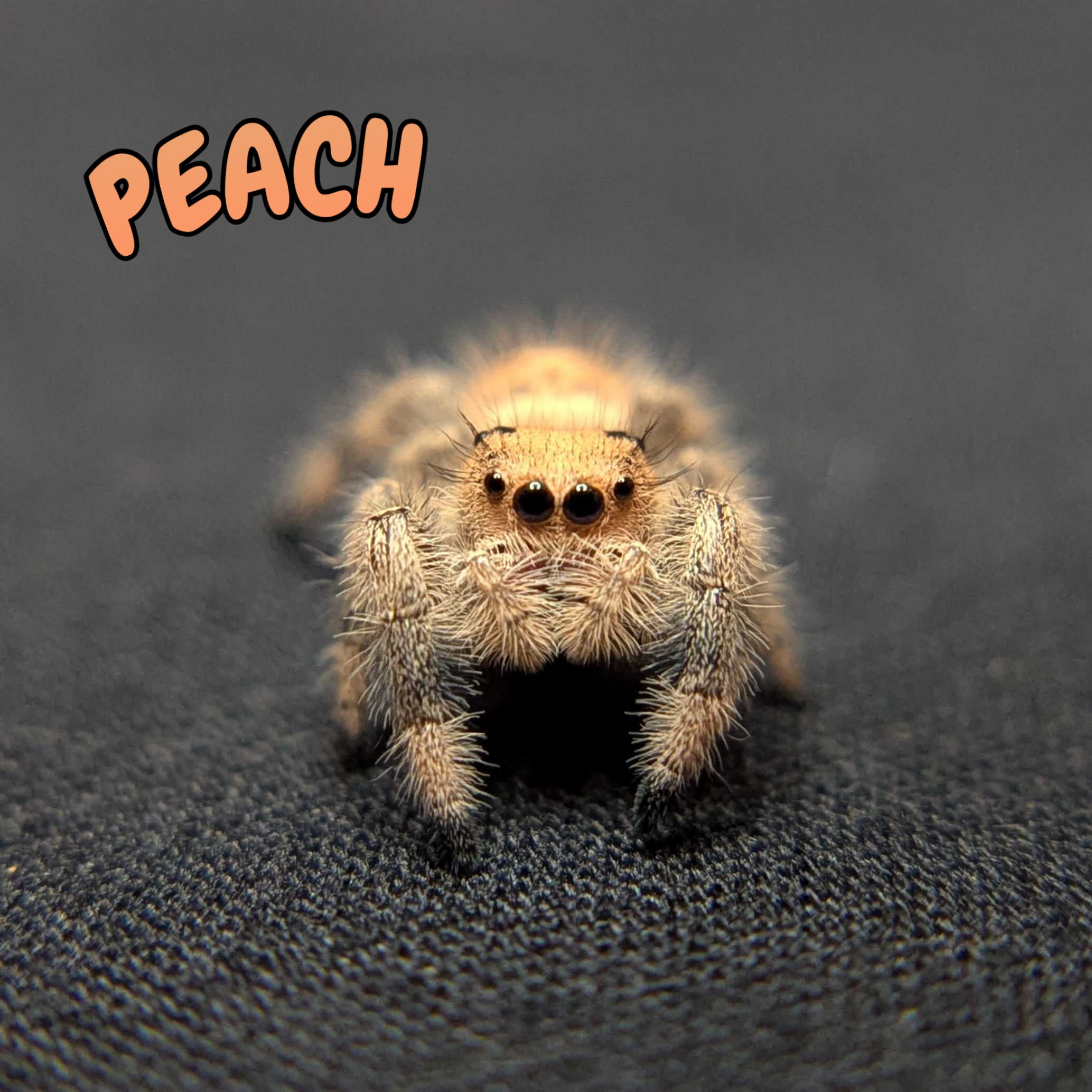 Regal Jumping Spider "Peach"