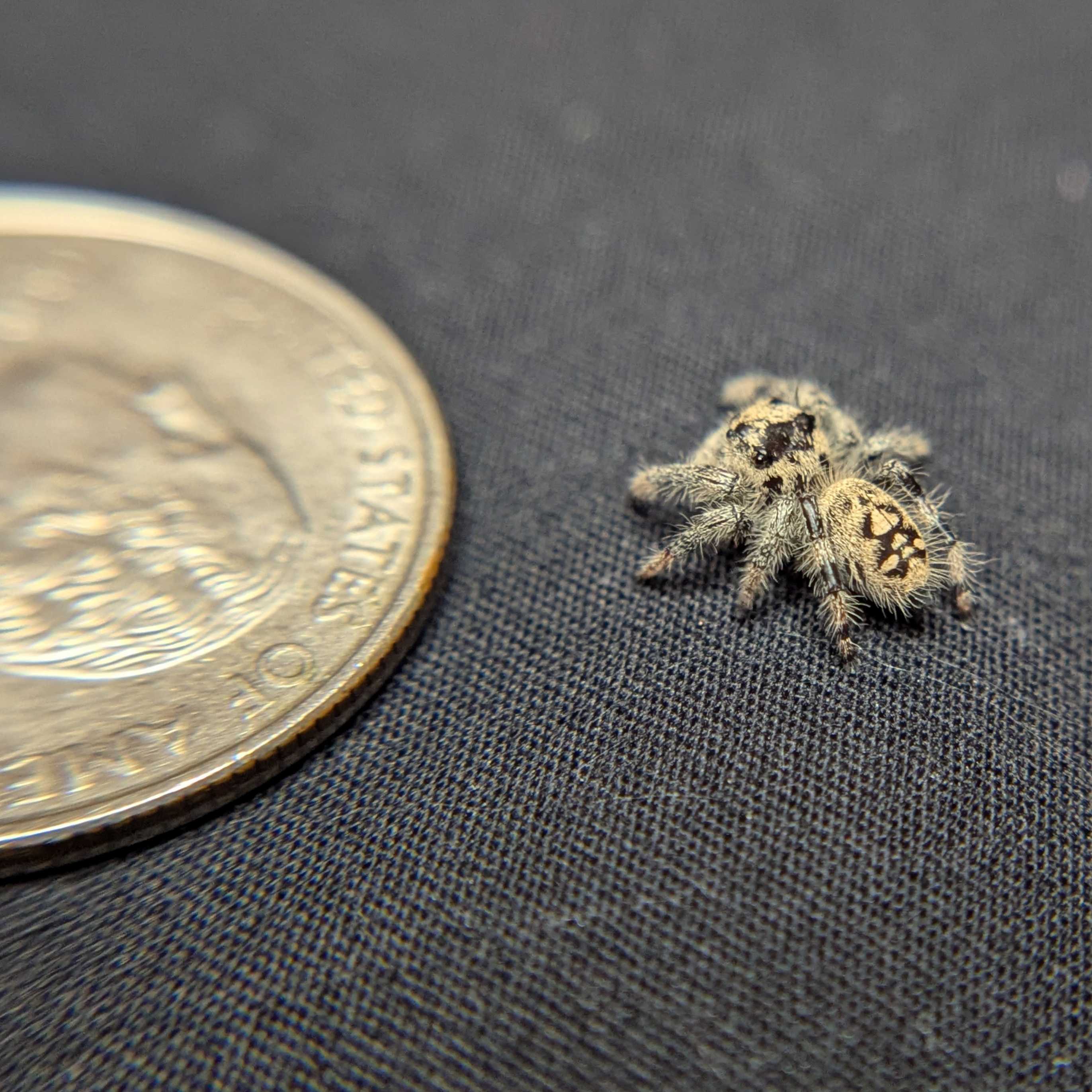 Regal Jumping Spider "Wafer"