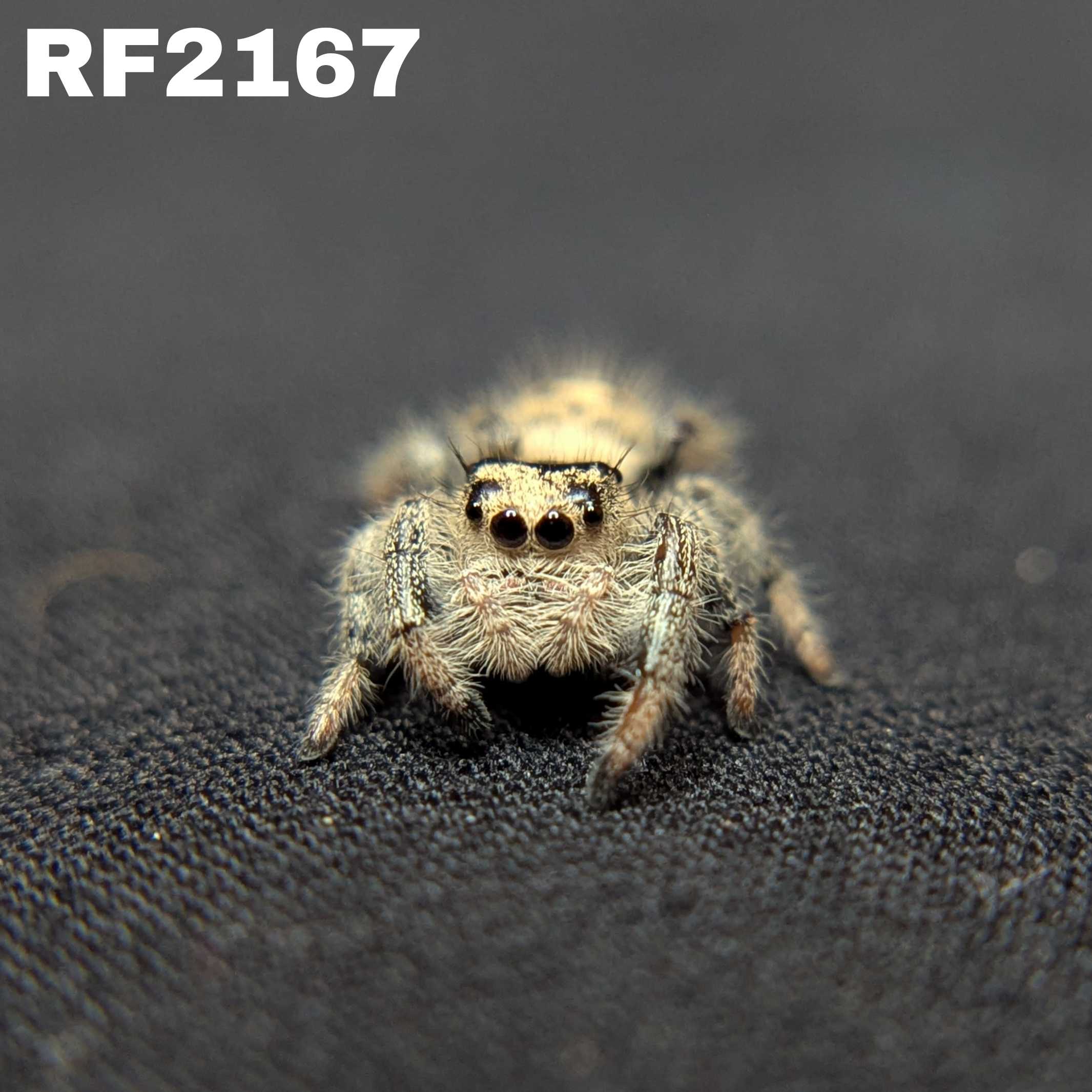 Regal Jumping Spider "Wafer"