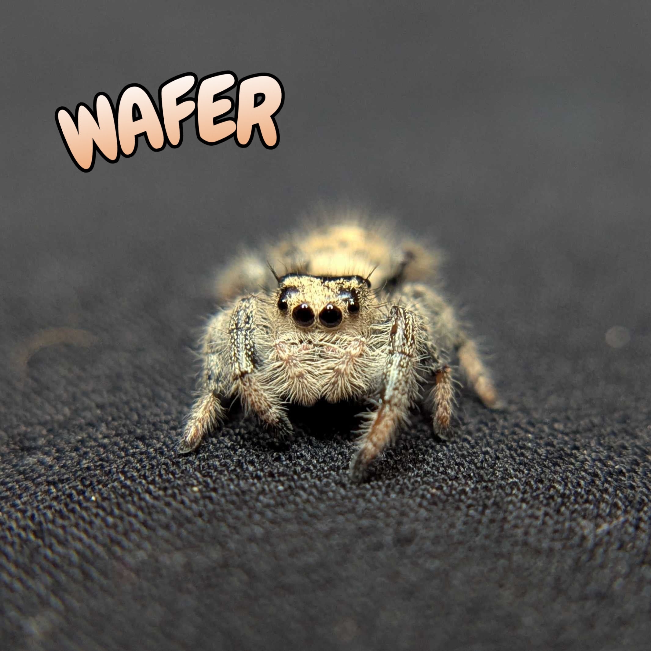 Regal Jumping Spider "Wafer"