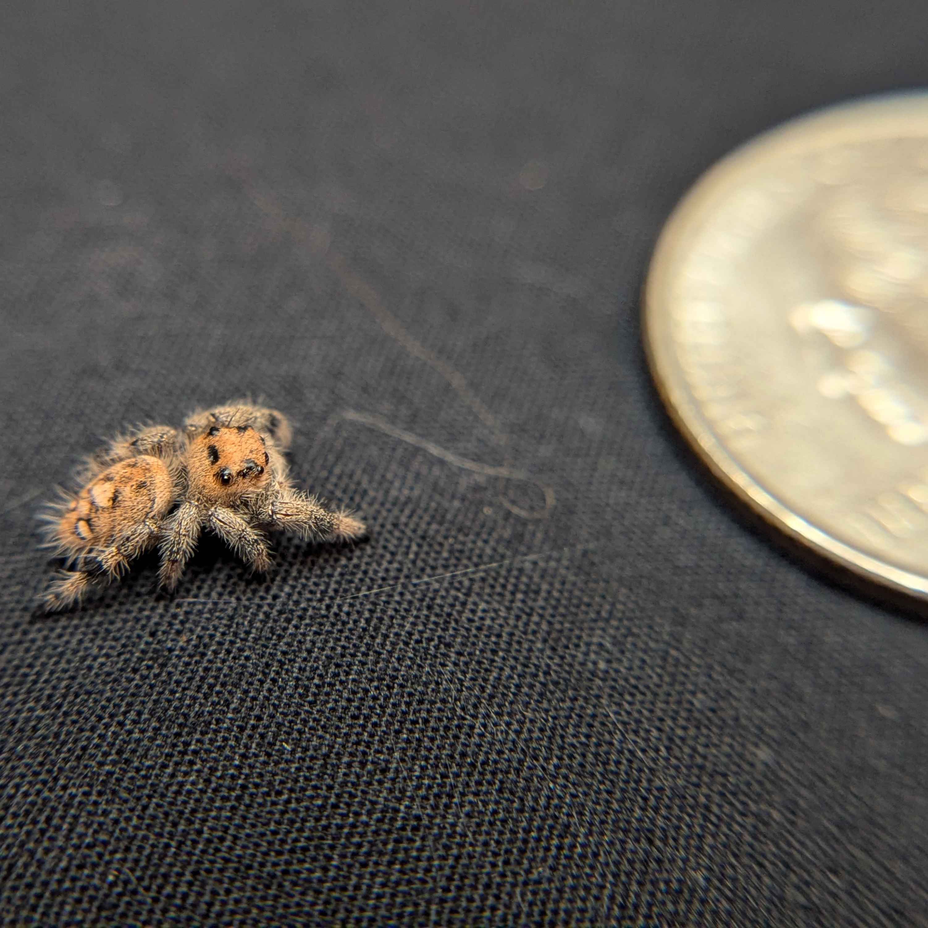 Regal Jumping Spider "Taffy"
