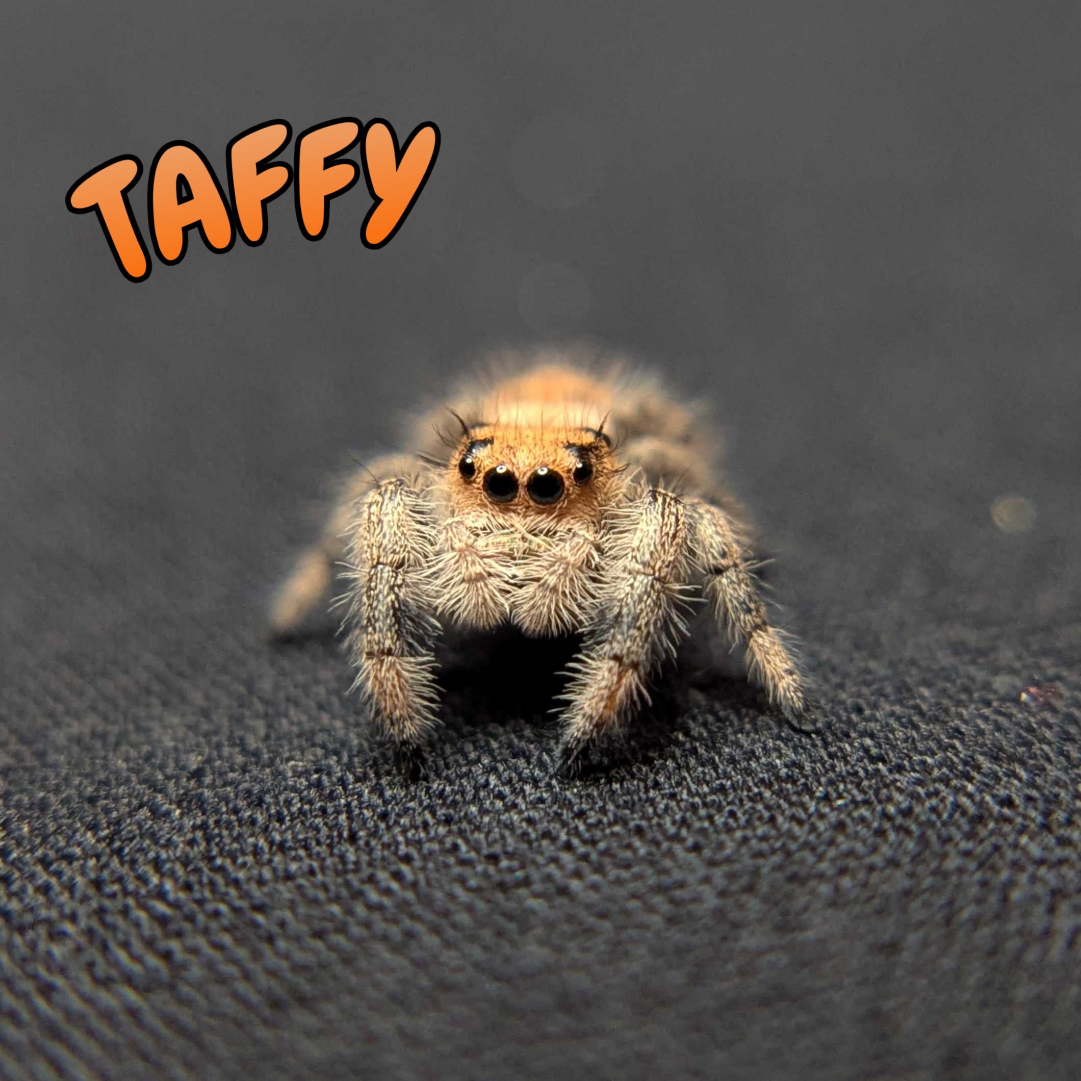 Regal Jumping Spider "Taffy"