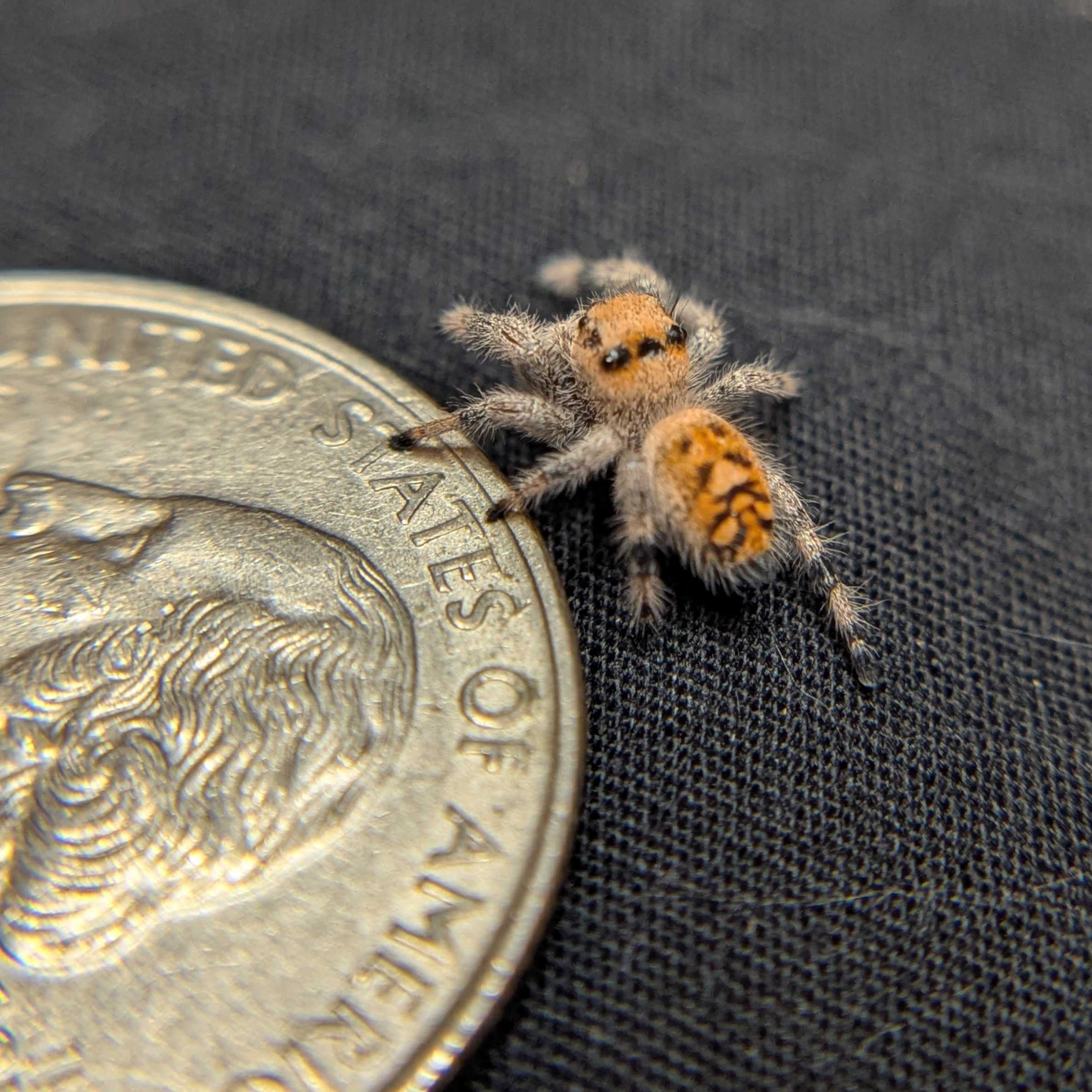 Regal Jumping Spider "Wildberry"
