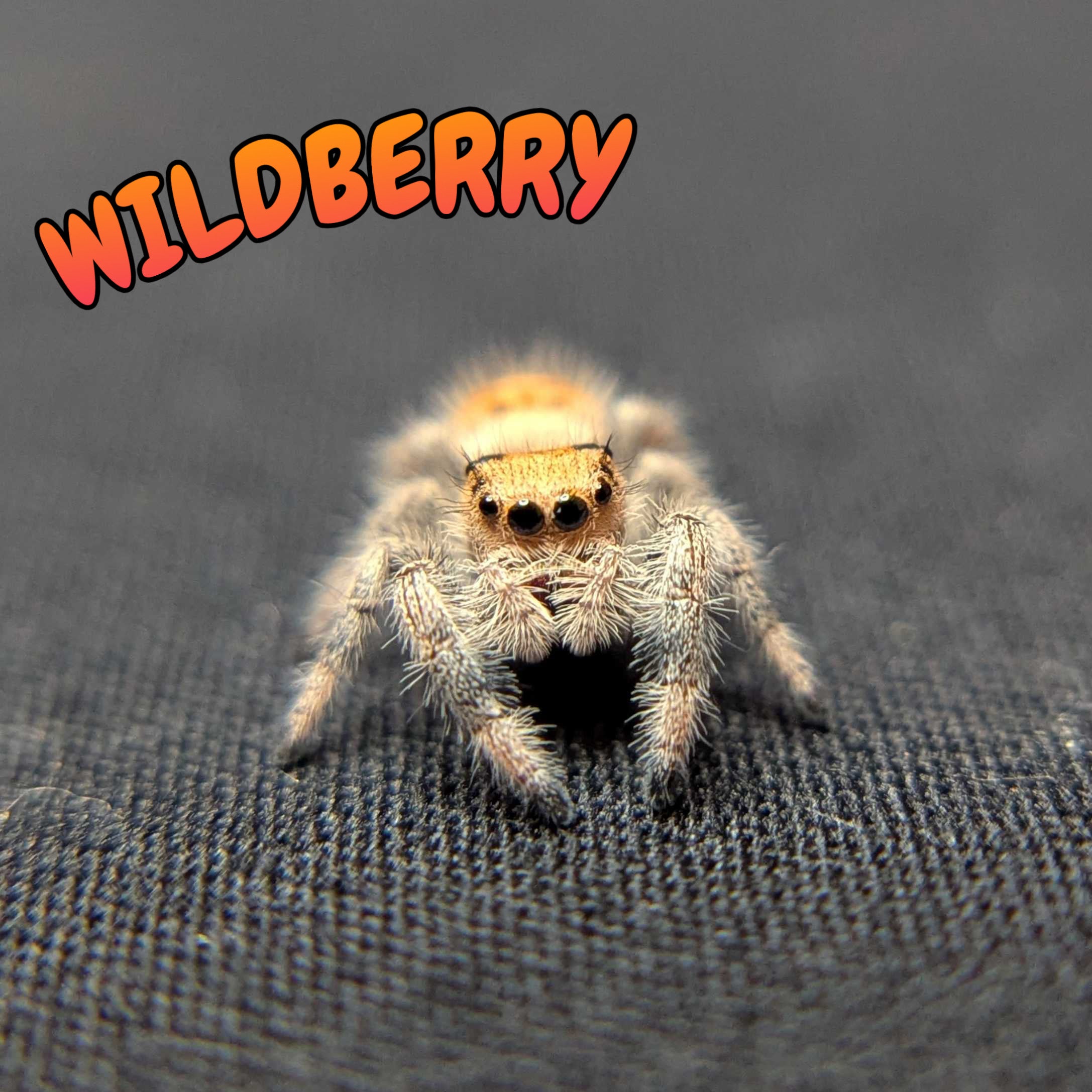 Regal Jumping Spider "Wildberry"