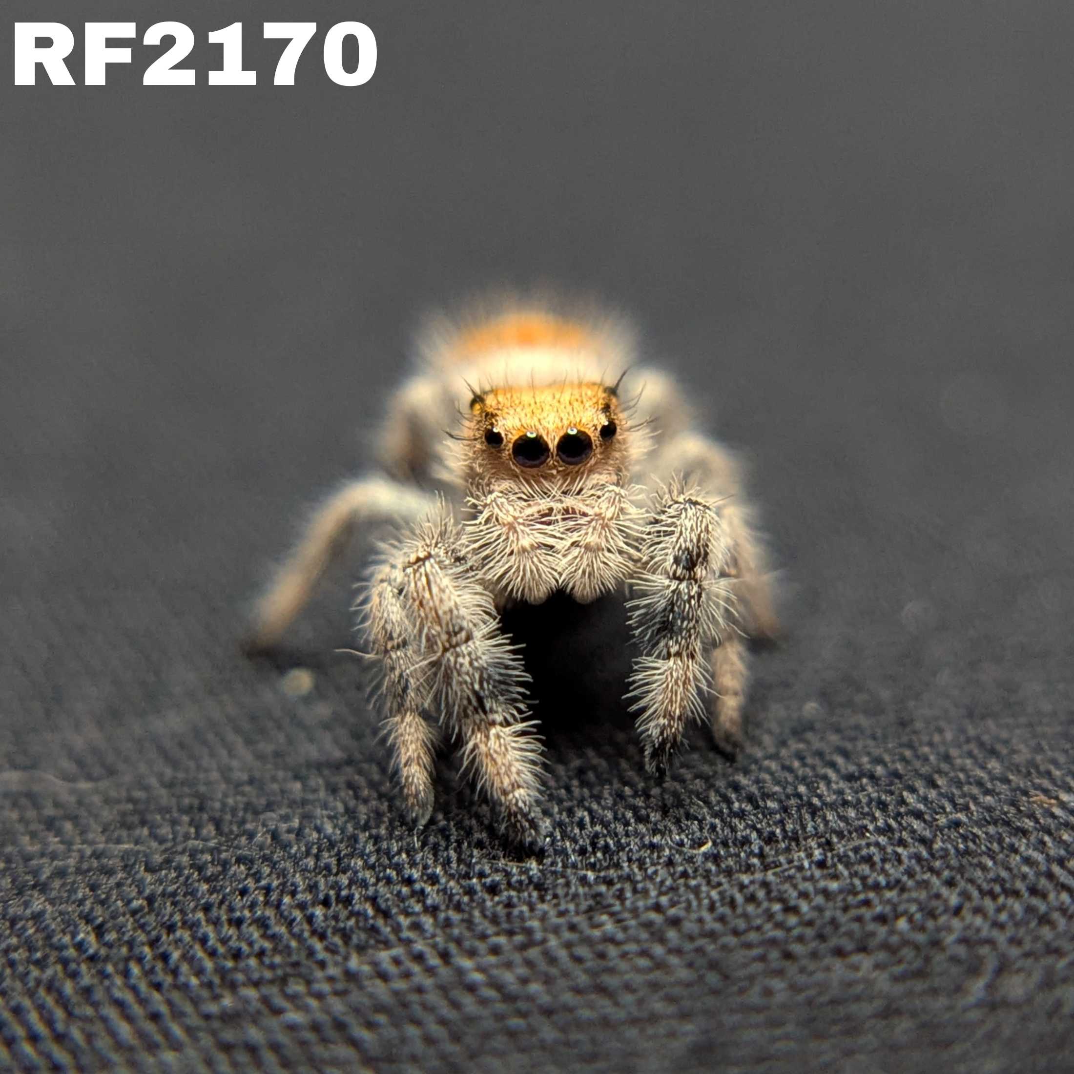 Regal Jumping Spider "Citrus Twist"
