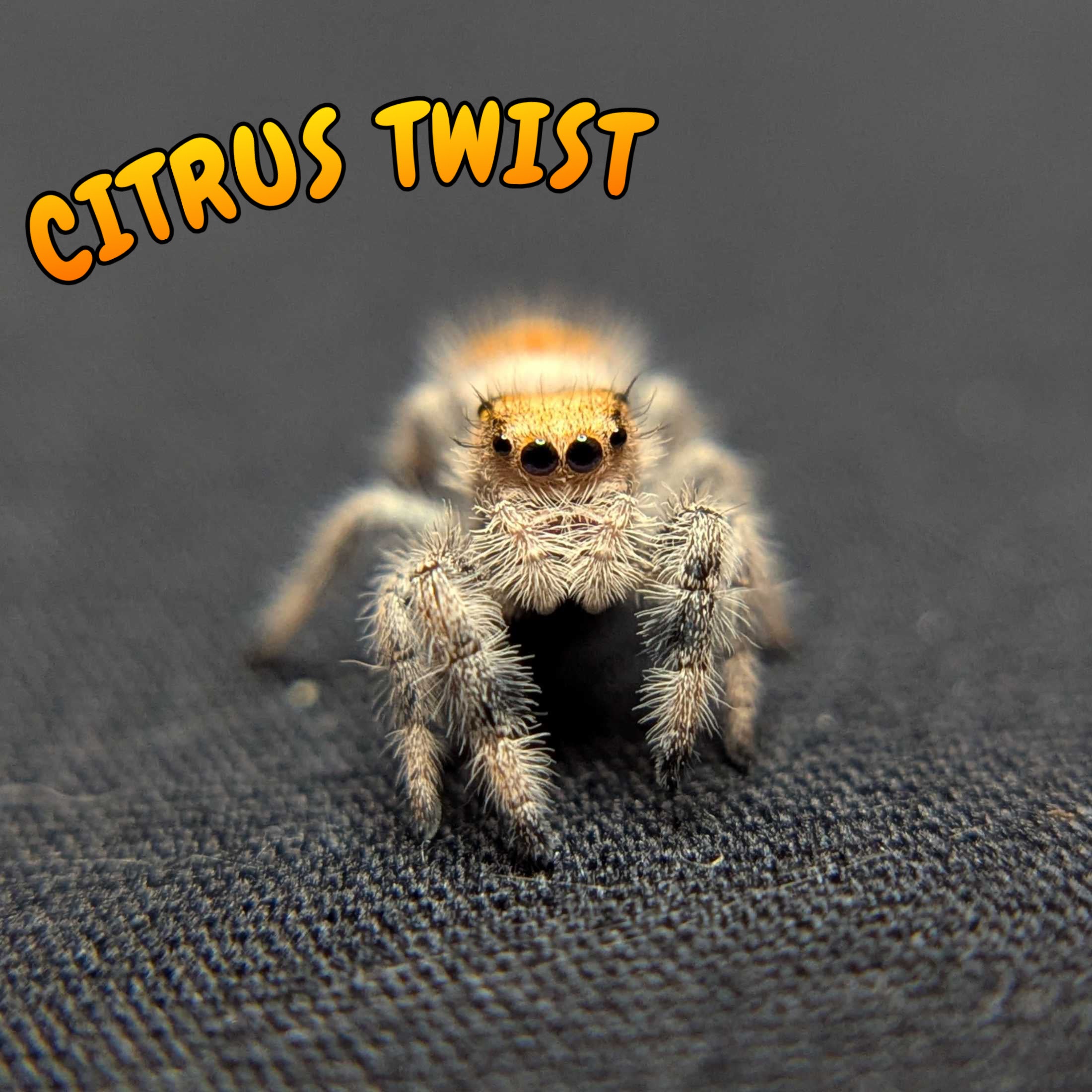 Regal Jumping Spider "Citrus Twist"
