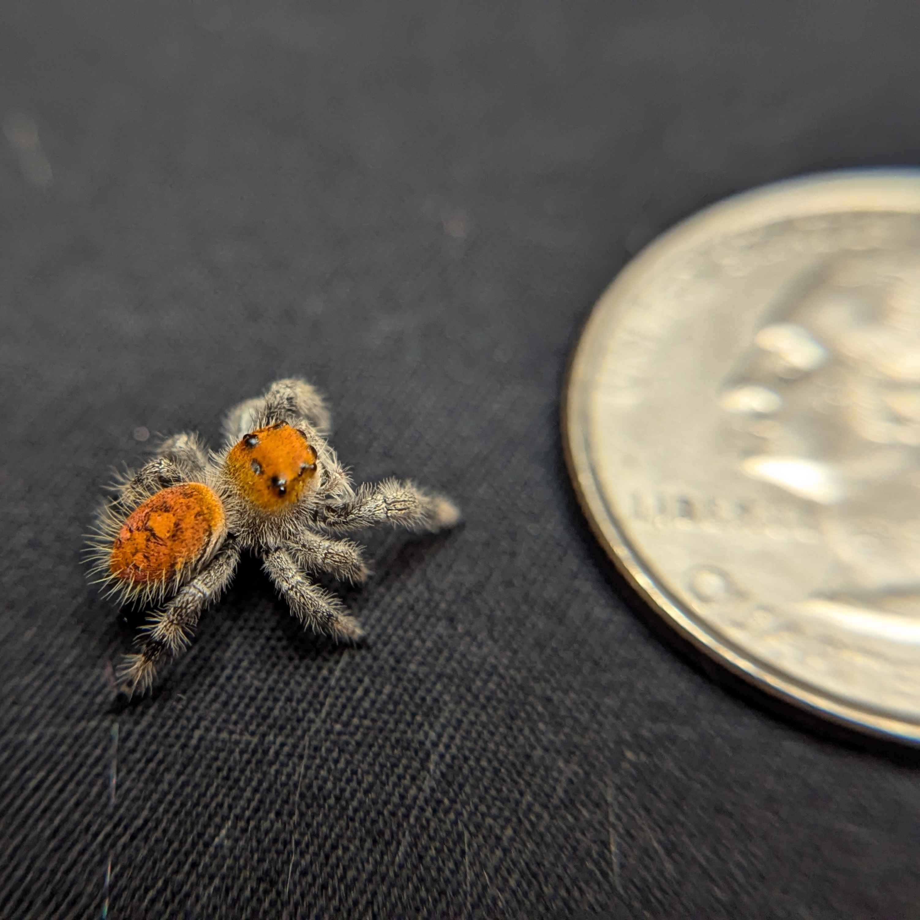 Regal Jumping Spider "Tart"