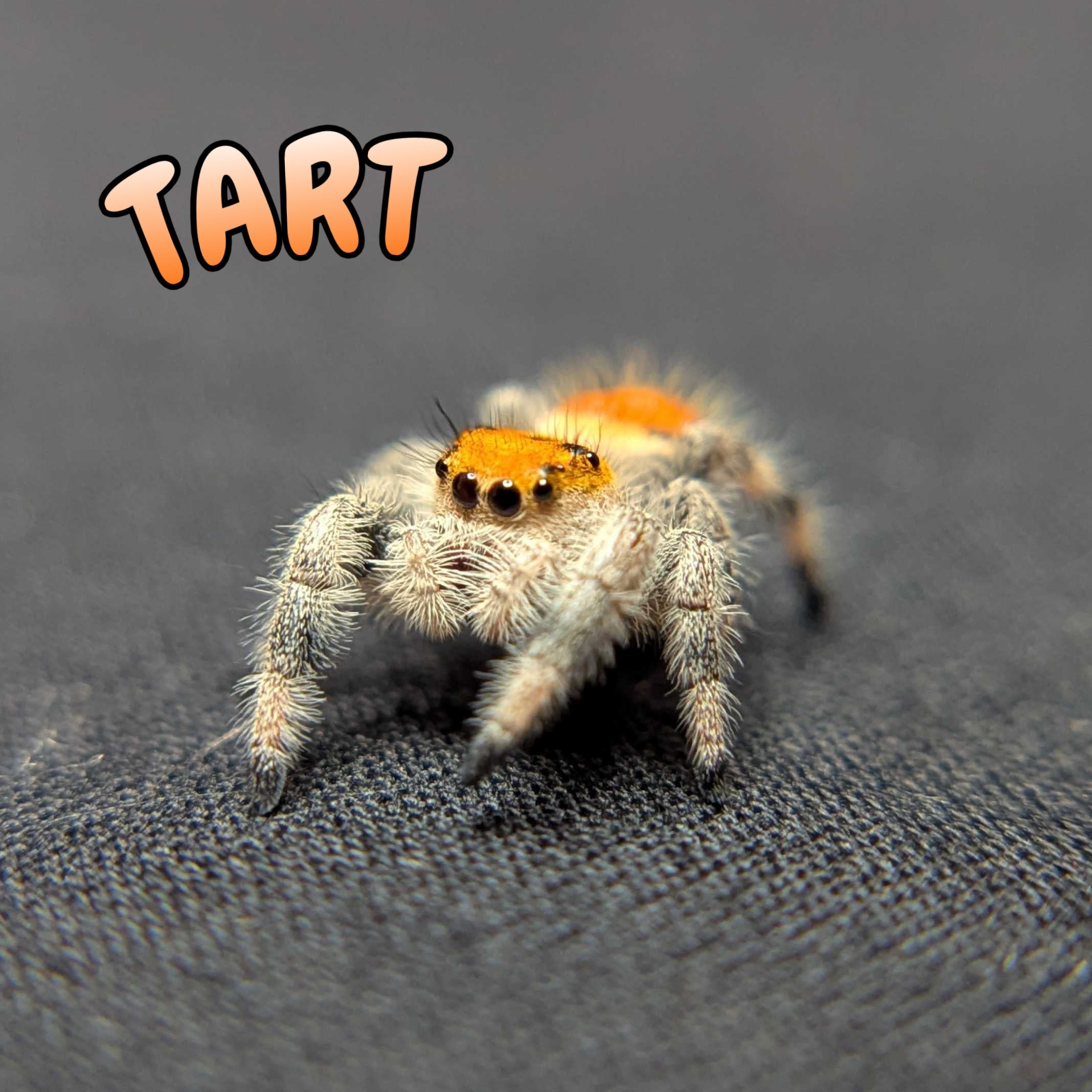 Regal Jumping Spider "Tart"