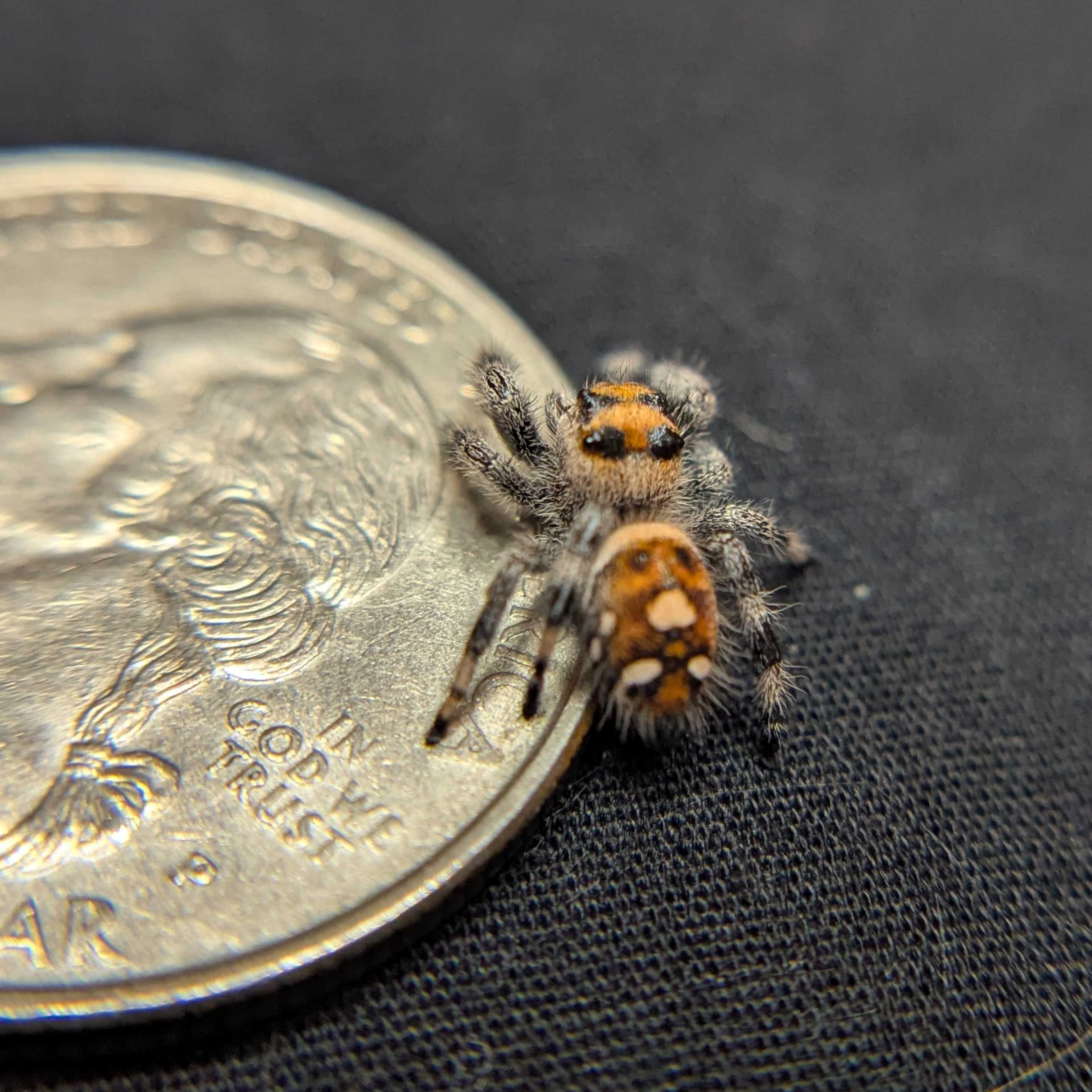 Regal Jumping Spider "Green Apple"