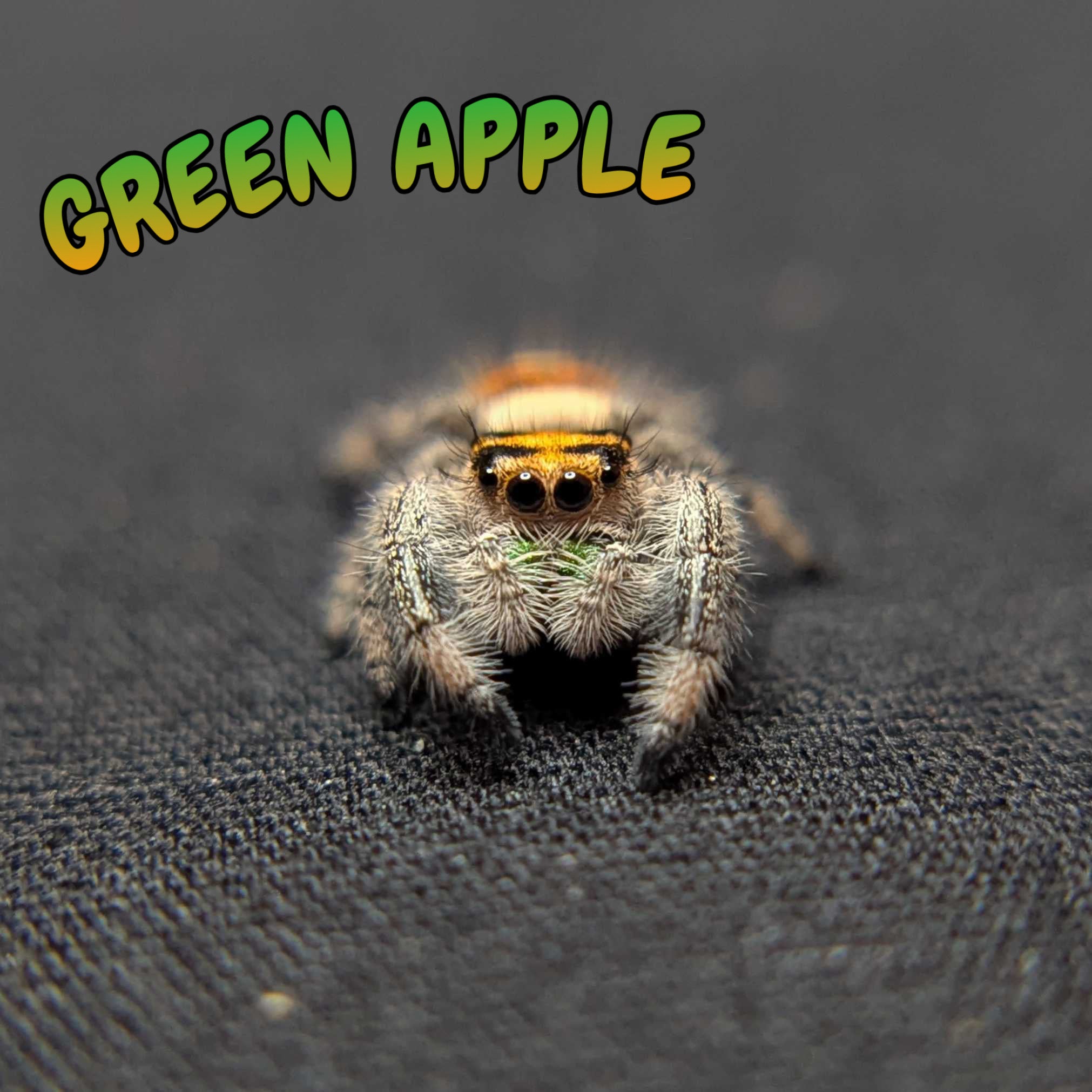 Regal Jumping Spider "Green Apple"