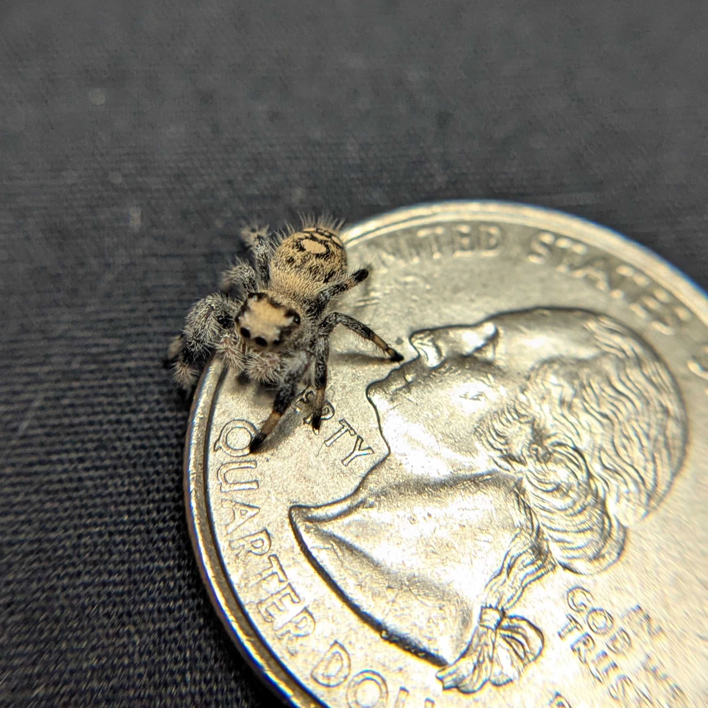 Regal Jumping Spider “Cookie Dough”
