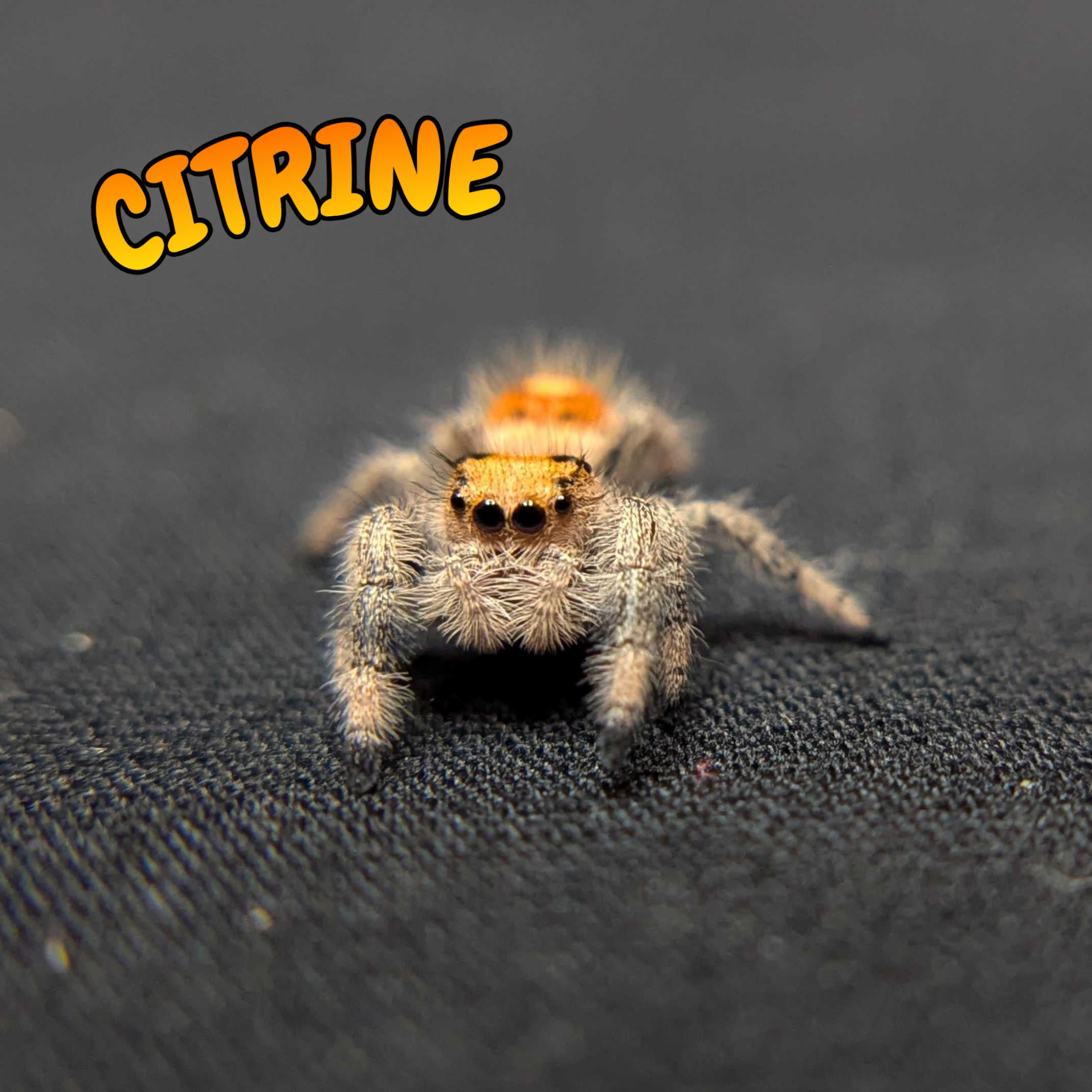 Regal Jumping Spider "Citrine"